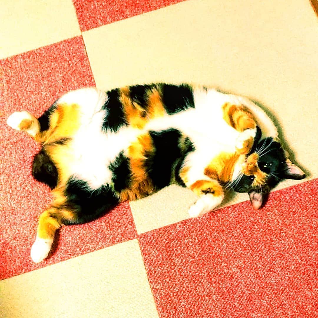 高口里純さんのインスタグラム写真 - (高口里純Instagram)「模様～🐾 #猫#ねこすたぐらむ #にゃんすたぐらむ #三毛猫#ころりん#おやすみなさい💤  #cat#kitty#pet#goodnight」9月2日 0時03分 - takaguchijay