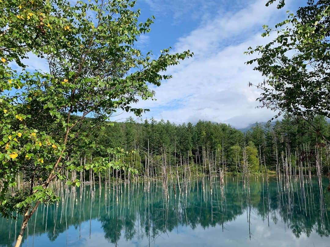 Okada Reinaさんのインスタグラム写真 - (Okada ReinaInstagram)「しつこく失礼します😅🙏🏻 ２日目に行った #青い池 と#ぜるぶの丘 ✨ 青い池は３枚目加工なしです💙💙💙 曇っててもちょっと青く見えたので、やっぱり青いのですね☺️💙 綺麗で癒されたのですが、外人さんがなかなか写真ダラダラ撮ってて疲れました😅😅 ゼルブの丘は帰り道にちょっと寄ったみたいな感じなんですけど、ラベンダーがもう刈られてたので😭 ちょっと色が足りないけど😂💦 他のお花も綺麗で🌼🌸 マリーゴールドが立派でした😳  お花のベストシーズンにまた来てみたいな🥺🌸 #okareitravelpic  #hokkaido #北海道旅行 #北海道 #美瑛 #retrip_hokkaido #trip #japan」9月2日 0時19分 - okarei26