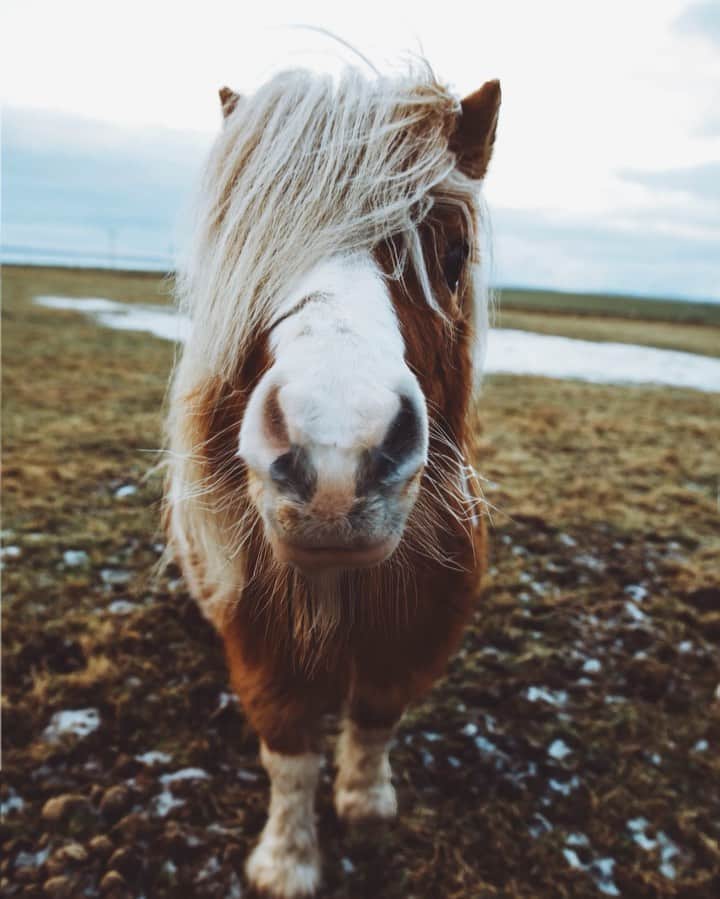 Kyle Kuiperのインスタグラム：「Hay There. Hope you have a great weekend. 🐴」