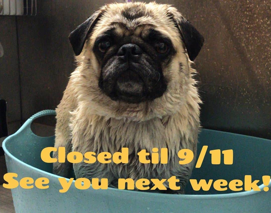 Dogs by Ginaのインスタグラム：「Shops closed all of next Week. We will re-open on Wednesday 9-11. Have a great weekend 🐾🖤」