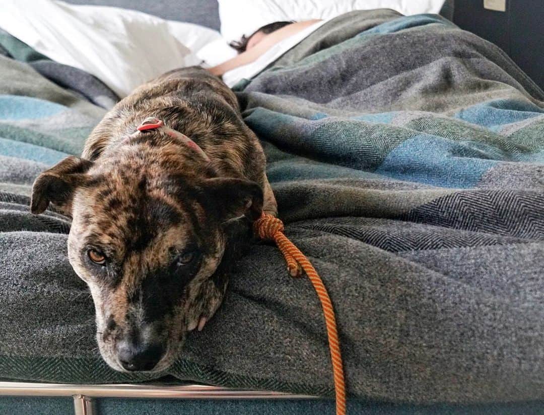 エミリー・ハリントンのインスタグラム：「Sunday side eye 👀 // 🐶 @dogcalledcat // @adrianballinger」