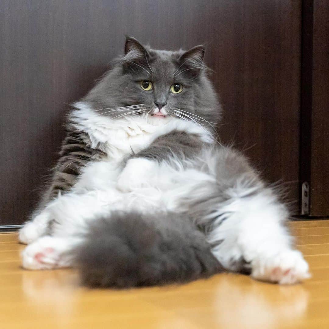 マアルのインスタグラム：「EPICさん #🐈 #猫好きさんと繋がりたい #北海道 #旭川市 #ペットシッター」