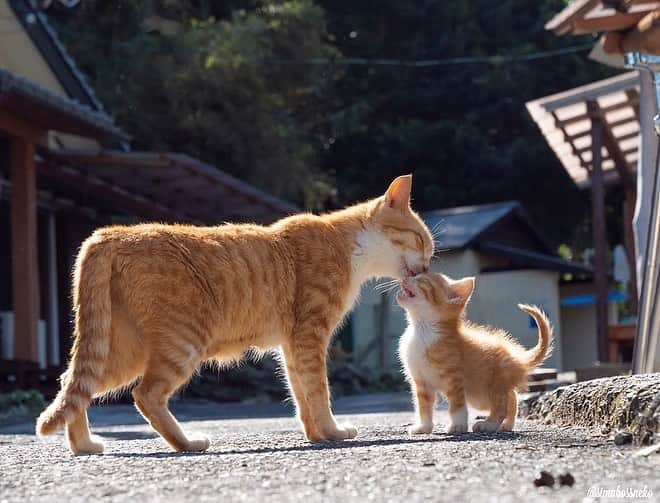 9GAGさんのインスタグラム写真 - (9GAGInstagram)「Always by your side 📸 @simabossneko - #catisland #neko #japan #cat #9gag」9月1日 17時01分 - 9gag