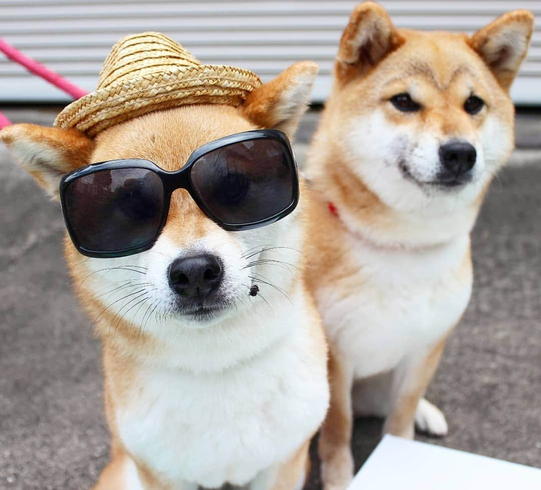 柴犬たま Shibainu Tamaさんのインスタグラム写真 - (柴犬たま Shibainu TamaInstagram)「ミケ「あたちの夏はまだまだ終わらないわよ😎✨」 * Caption trans🇬🇧 Meekeh "My summer vacation is not over😎✨" * #柴犬たま #たママ #たま家族 #柴犬ミケ #一眼レフ #一眼レフカメラ #夏女 #9月生まれ #サングラス #麦わら帽子 #カモメ眉 #カモメ眉毛 #両津勘吉 #柴犬 #shiba #shibainu #shibastagram #犬 #dog #多頭飼い」9月1日 17時09分 - tama7653