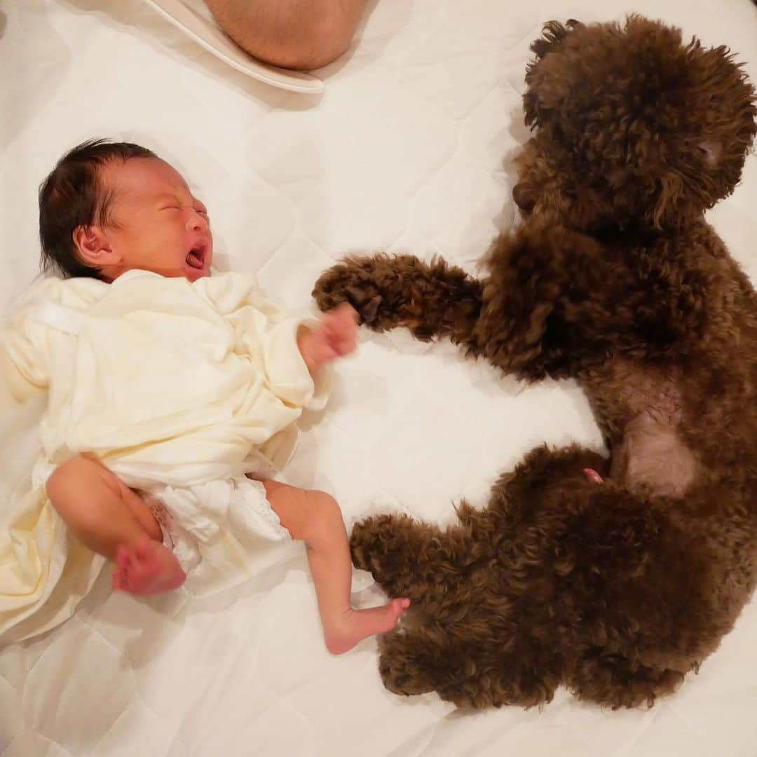 菊井彰子さんのインスタグラム写真 - (菊井彰子Instagram)「兄妹👶❤️🐶 あんなにパワフルなポンスケが 優しいお兄ちゃんで嬉しい。 あんなに一緒にいたのに全然かまってあげられてなくてごめんね💦🙏 #ゆえポンS #赤ちゃんと犬 #赤ちゃんと犬がいる生活 #トイプードル  #女の子ベビー  #新米ママ  #女の子ママ  #赤ちゃんのいる暮らし #赤ちゃんのいる生活 #ままのて  #0歳　　#ベビー #親バカ部　#8月生まれ　#成長記録　#育児記録　#娘 #コドモノ #ママリ #ママカメラ #ママカメラ部 #ベビスタグラム #イヌスタグラム #トイプードル部 #トイプードル男の子 #トイプードルブラウン  #新生児 #生後6日目  #令和元年ベビー」9月1日 17時18分 - yanakiku_kiku