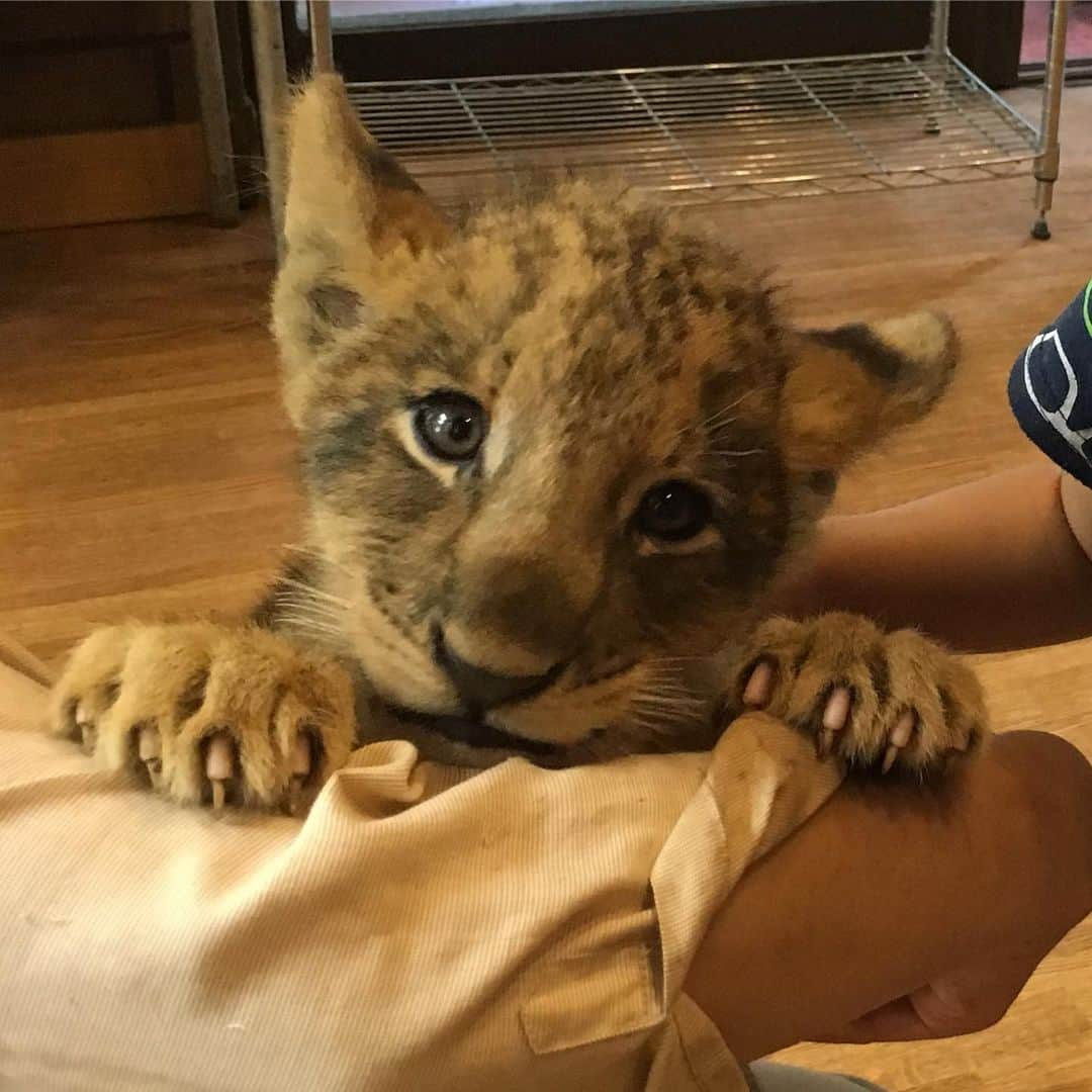 みかんさんのインスタグラム写真 - (みかんInstagram)「息子のリクエストでライオンキング見に行ってきた🦁 楽しかった〜❤️ 3年前にサファリパークでライオンの赤ちゃん見たの思い出して思わず載せたくなったわ🌳🌳🌳 マジ可愛かった❣️ シンバみたい🦁 昔の写真を探ってたらサファリパークでティモンもいたらしい🤣 #ライオンキング #映画 #3年前 #フジサファリパーク #また会いたいな #劇団四季も行きたい」9月1日 17時42分 - mikan02241984