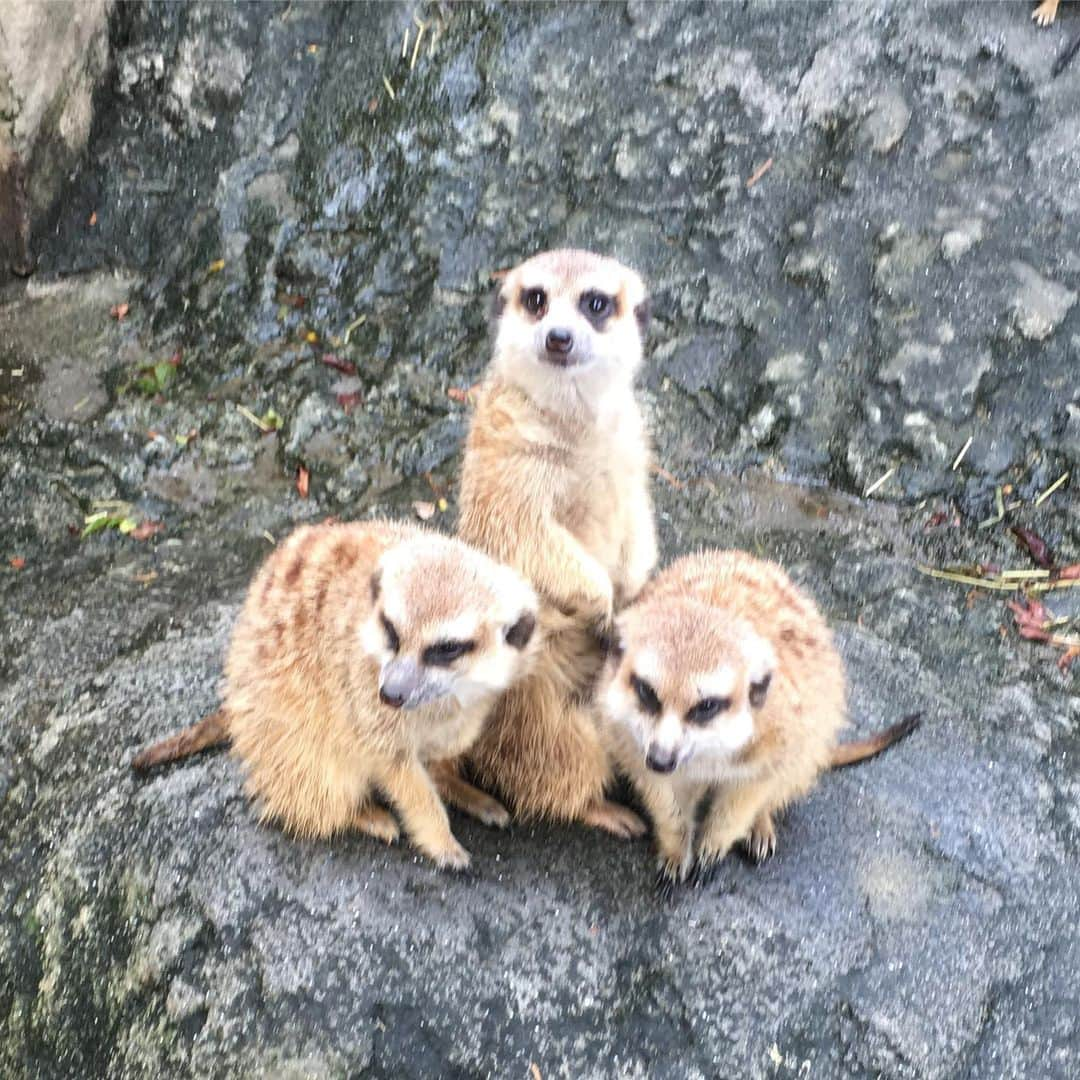 みかんさんのインスタグラム写真 - (みかんInstagram)「息子のリクエストでライオンキング見に行ってきた🦁 楽しかった〜❤️ 3年前にサファリパークでライオンの赤ちゃん見たの思い出して思わず載せたくなったわ🌳🌳🌳 マジ可愛かった❣️ シンバみたい🦁 昔の写真を探ってたらサファリパークでティモンもいたらしい🤣 #ライオンキング #映画 #3年前 #フジサファリパーク #また会いたいな #劇団四季も行きたい」9月1日 17時42分 - mikan02241984