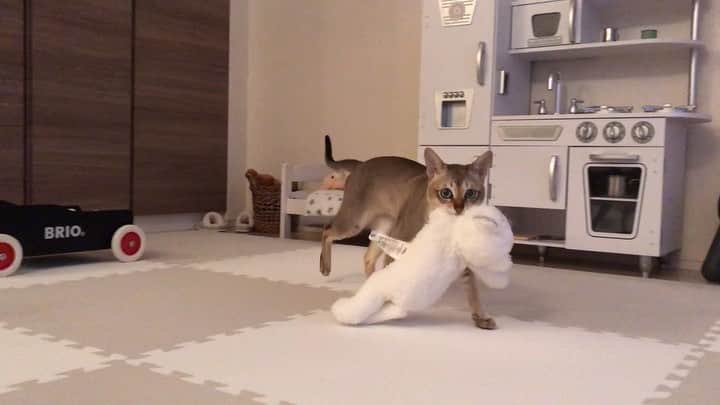 モルト♡Malt(Singapuracat)のインスタグラム：「モルちゃん、猫ちゃん持ってきて〜🙋🏼‍♀️💕 * ちょっと反抗的？ママに渡さないモルト😾」