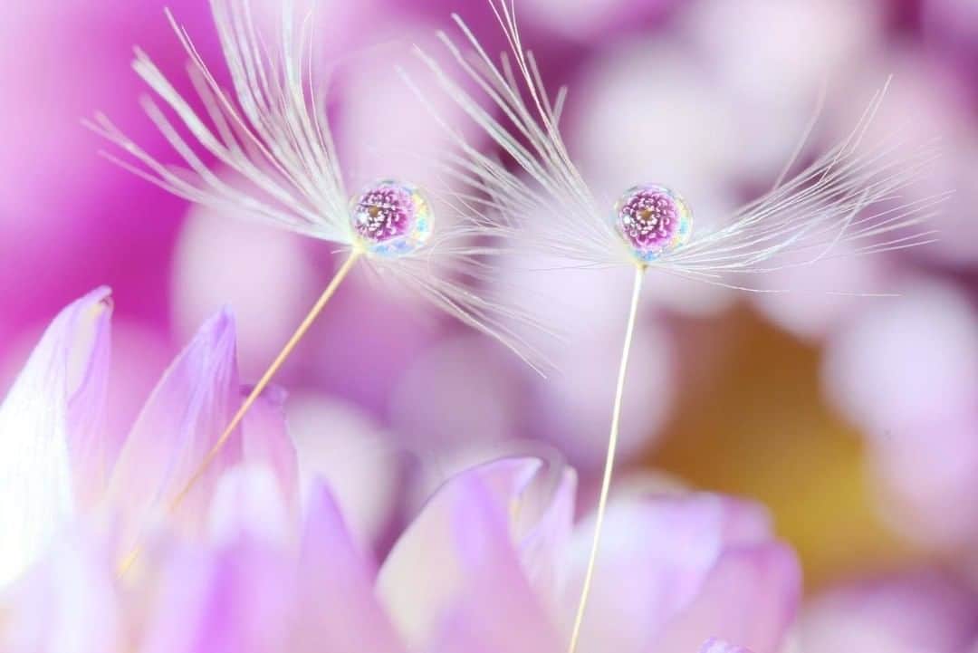 花の写真館のインスタグラム：「Photo by @wakarannto.⠀ https://instagram.com/wakarannto/⠀ .⠀ Original Post[投稿頂いたURL]⠀ https://www.instagram.com/p/B0jp5wbAXpm/⠀ .⠀ 本アカウントは、 #私の花の写真 をつけてInstagramに投稿された皆さまの花の写真や、「花の写真館」Facebookページで投稿された花の写真を紹介します。⠀ 「花の写真館」Facebookページは、「 @floral.photograph 」のプロフィールにあるURLからご覧ください。⠀ .⠀ #花の写真館 #floralphotograph #floralphoto #flower #flowers #富士フイルム #FUJIFILM⠀ Follow: @floral.photograph」