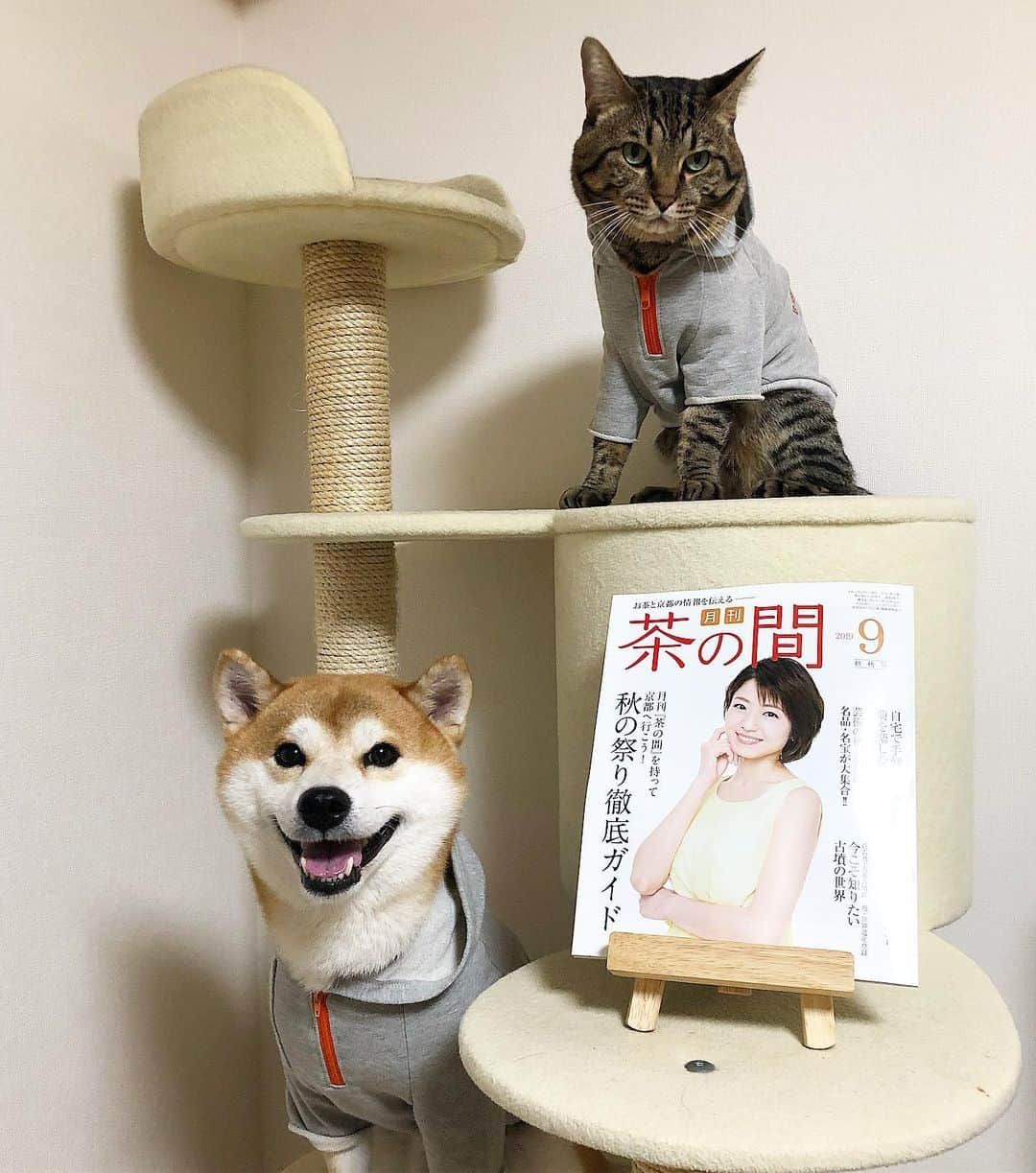 ゆうとろ（柴犬ゆうと猫のとろ）さんのインスタグラム写真 - (ゆうとろ（柴犬ゆうと猫のとろ）Instagram)「. Welcome September🍄 Yu🐶Toro🐱 . #9月 #今月もよろしくね #残暑まだ厳しそう #ゆうとろコスプレ . 京都の宇治のお茶屋さんが版元の『月刊茶の間』さん9月号にて、ゆうとろを掲載していただきました🙋‍♀️ スターにゃんこ5選というタイトルで、とろを特集していただきました☺️」9月1日 19時36分 - yuandtoro