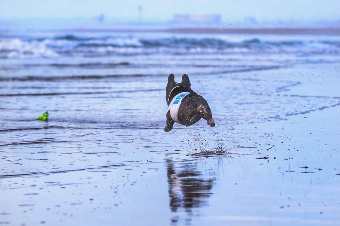 のインスタグラム：「The end of summer* . . . #frenchbulldog #frenchie #buhi #dog #フレンチブルドッグ  #フレブル #ブヒ #frenchiesofinstagram #instadog #instafrenchie #frenchiegram #dogstagram #frenchbullys #frenchielove #프렌치불독 #thefrenchiepost #法鬥 #frenchies1 #portrait #igersjp #tokyocameraclub  #bully #ilovemydog #frenchielife #愛犬 #dogsofinstagram #ふわもこ部 #reflection #飛行犬 #flyingdog」