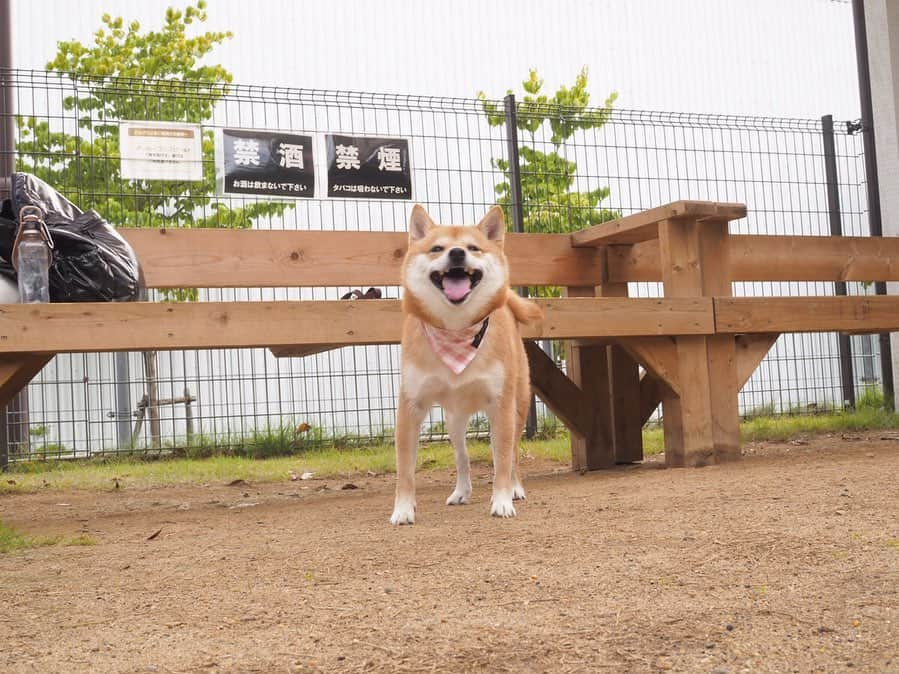 豆柴にこちゃんのインスタグラム