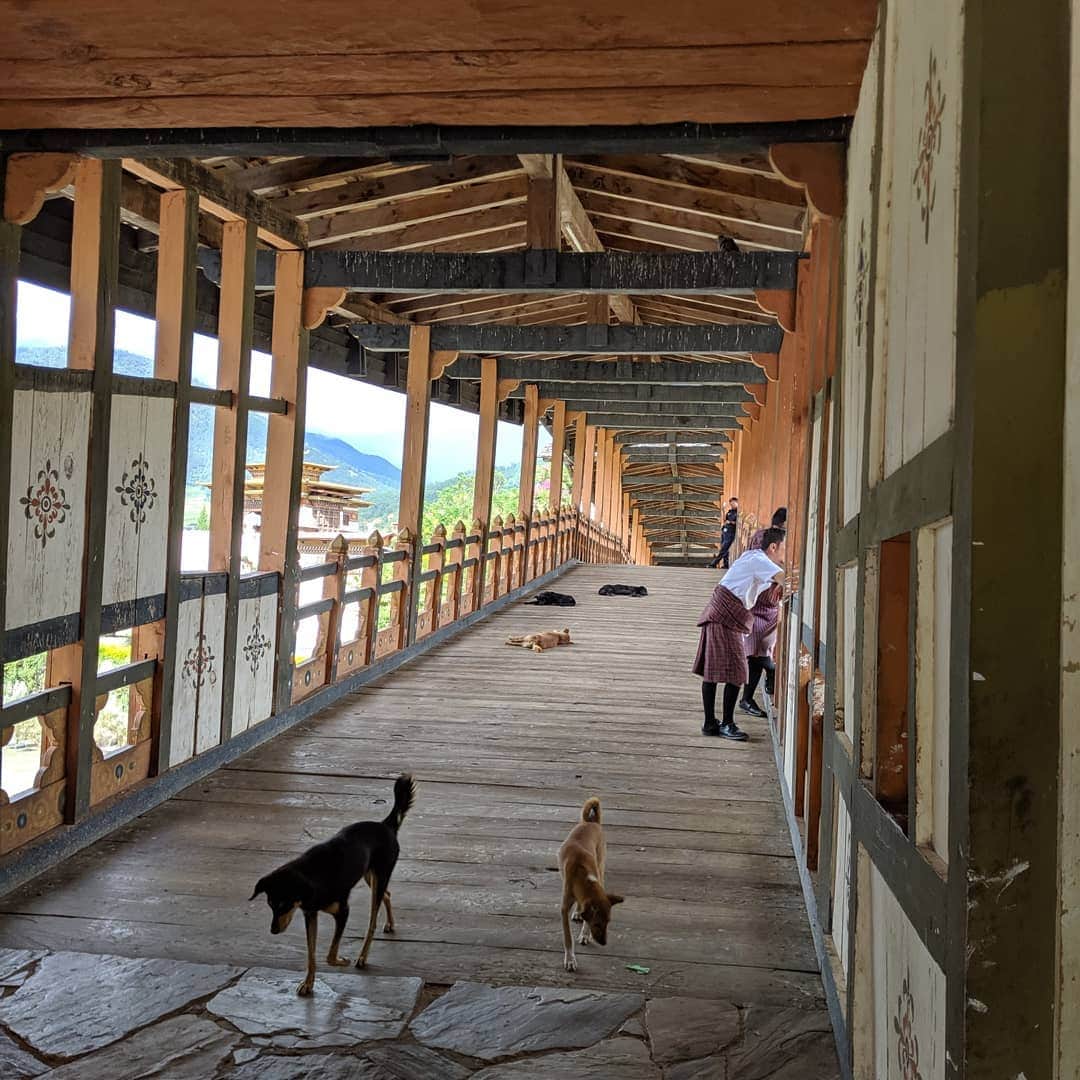 為末大さんのインスタグラム写真 - (為末大Instagram)「Punakha Dzong in Punakha #bhutan #athletesociety」9月1日 19時51分 - daijapan