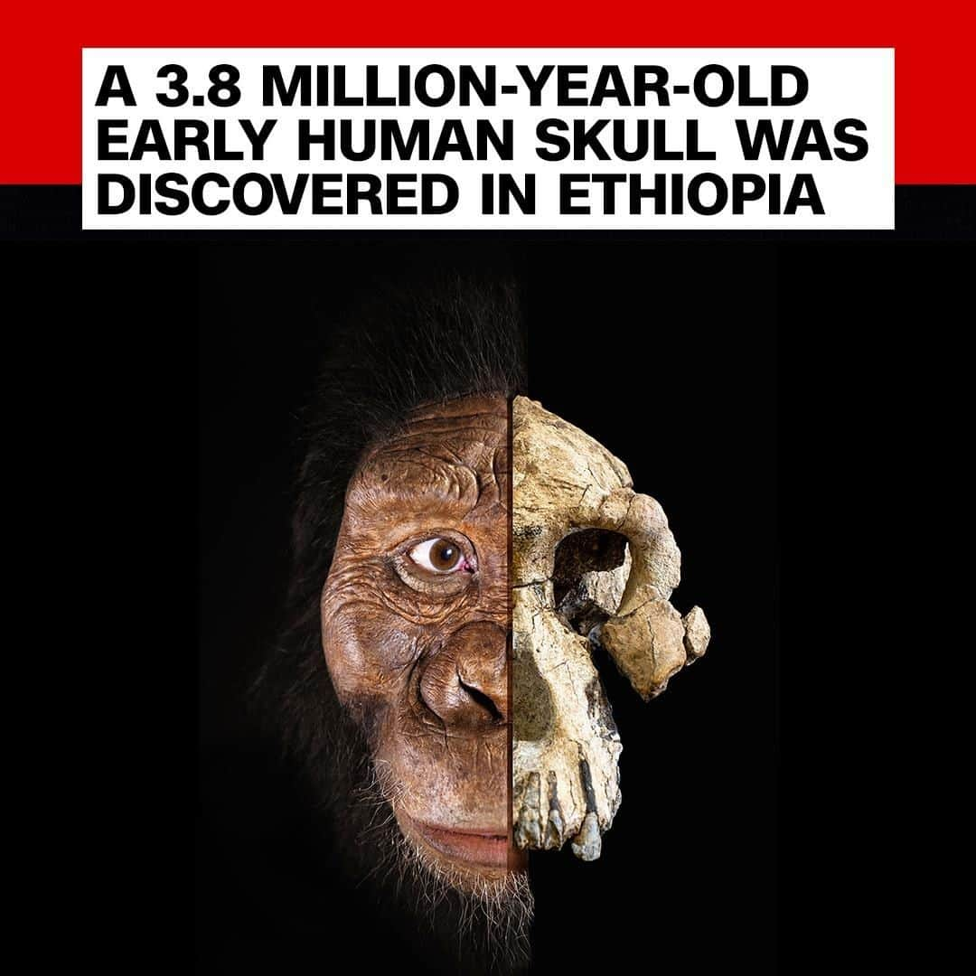 CNNさんのインスタグラム写真 - (CNNInstagram)「A remarkably complete skull belonging to an early human ancestor has been discovered in Ethiopia. The skull represents the ancestor known as Australopithecus anamensis, that lived between 3.9 and 4.2 million years ago. "A. anamensis was already a species that we knew quite a bit about, but this is the first cranium of the species ever discovered," said Stephanie Melillo, a researcher at the Max Planck Institute for Evolutionary Anthropology. "It is good to finally be able to put a face to the name." (📸: Cleveland Museum of Natural History)」9月1日 20時00分 - cnn