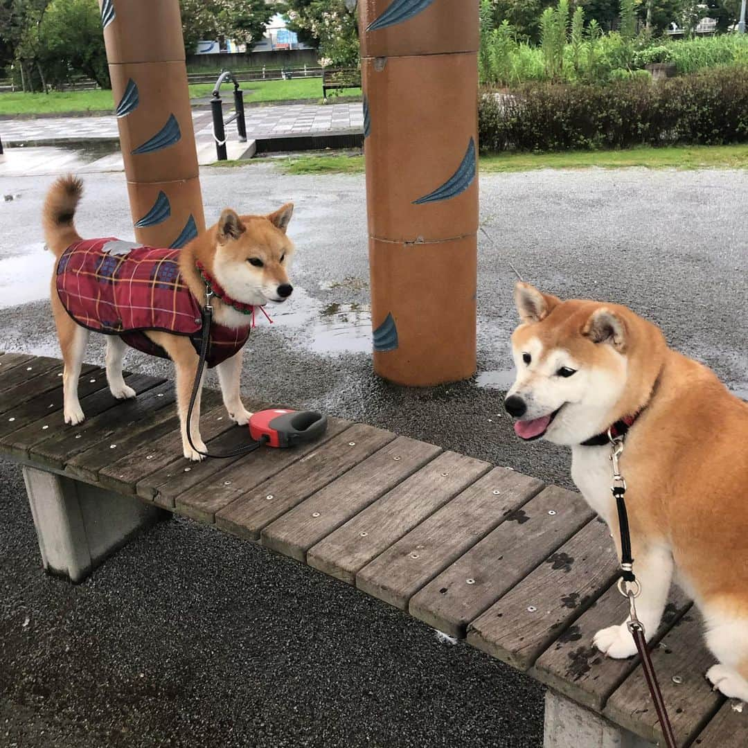 こなつさんのインスタグラム写真 - (こなつInstagram)「８月 29日（木） 雨続きで、お会いできるか難しかったけど、小降りになり、時々止んだりして、記念写真も撮ることができました。 何度も会いに来てくださいます😊  りんかちゃんも一緒で、更に楽しかったです。」9月1日 20時04分 - makonatu