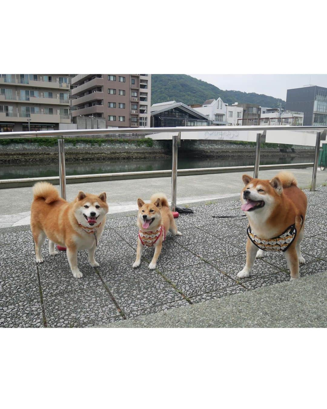 shibainu berryさんのインスタグラム写真 - (shibainu berryInstagram)「🐻🦊I went to the cruising🚤 with Charo🐷 @kami.yukiyo 今日はチャロ @kami.yukiyo と遊んだよ〜🐷💕 母ちゃん達の希望でひょうたん島クルーズ乗ったよ〜🚤おやじは全然楽しそうじゃなかった😂前に船乗った時は楽しそうにしてたんやけどな〜😅今日は人が多くて微妙だったんかな💦 3枚目動画だよ🚤 #徳島 #ひょうたん島クルーズ #❤️迷子犬の掲示板スタッフ @maigo_dog  #❤️迷子犬の掲示板四国 @maigo_dog_shikoku #めざせ迷子犬ゼロ👌 #柴犬 #べりやん #べりむく #多頭飼い #berry #shiba #shibainu  #shibainumania #shibastagram #instashiba #ぷにっと部 #口角キュキュッと部  #チーム俺様 →部員絶賛募集中 #shiba_snap #proudshibas #west_dog_japan #サンデイ #instagramjapan #ふわもこ部 #pecoいぬ部 #pecotv #buzzfeedanimals #dogsofinstagram #9gag」9月1日 20時11分 - shibainu.berry