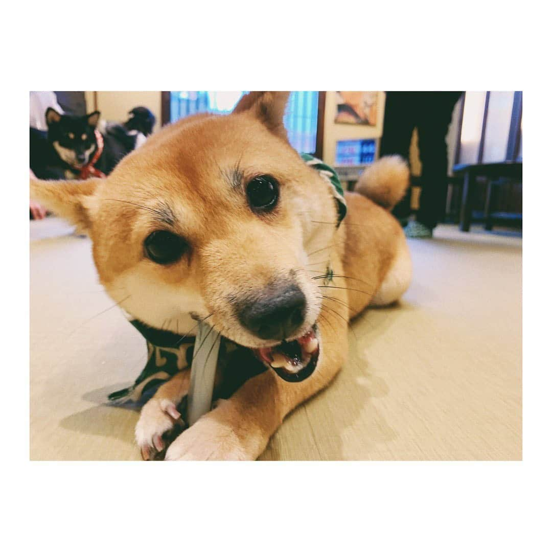 Shizukaさんのインスタグラム写真 - (ShizukaInstagram)「✴︎✴︎✴︎ 可愛すぎる子供達🐕 #豆柴 #永遠に見ていられる」9月1日 20時12分 - shizuka_dream06