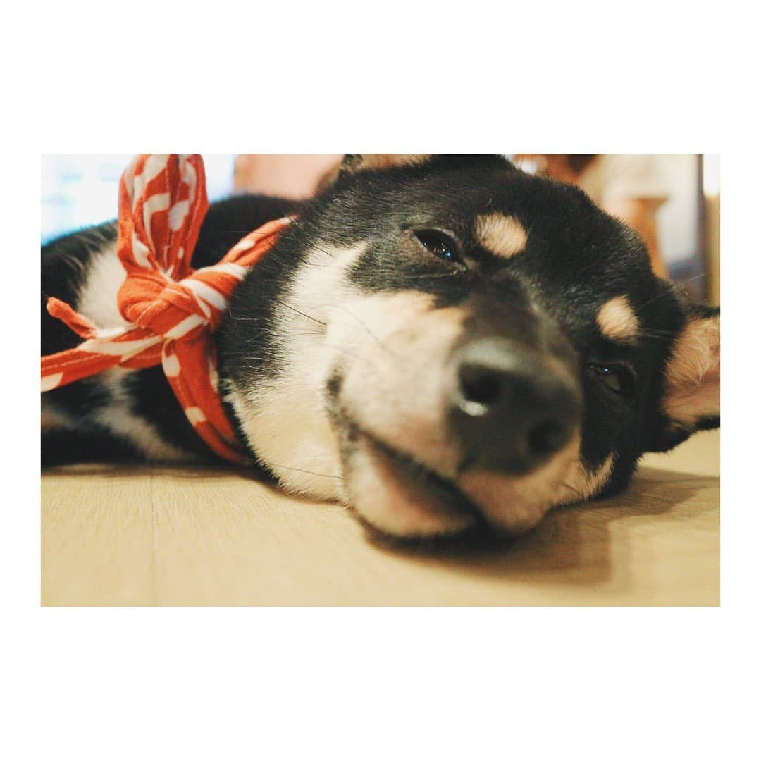 Shizukaさんのインスタグラム写真 - (ShizukaInstagram)「✴︎✴︎✴︎ 可愛すぎる子供達🐕 #豆柴 #永遠に見ていられる」9月1日 20時12分 - shizuka_dream06