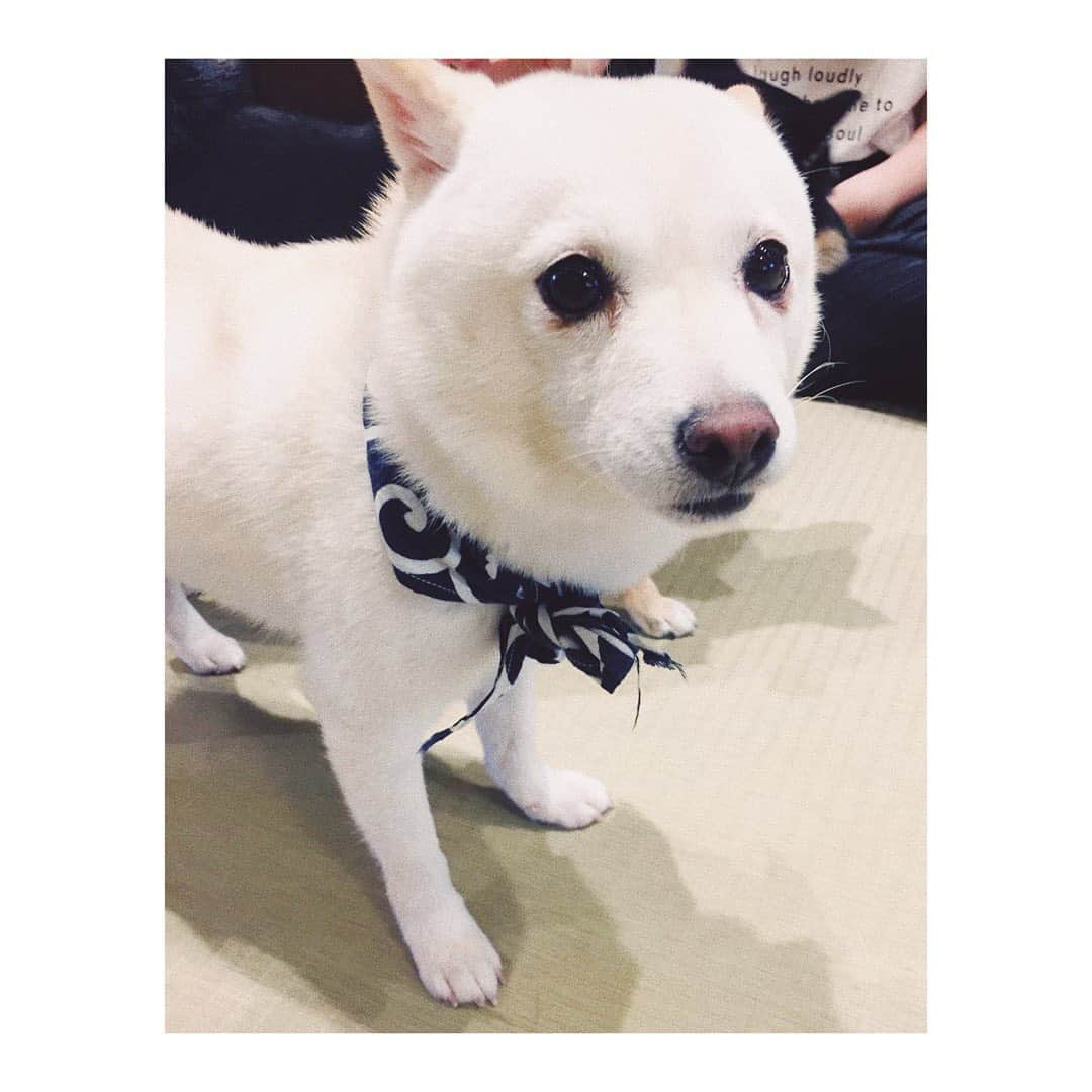 Shizukaさんのインスタグラム写真 - (ShizukaInstagram)「✴︎✴︎✴︎ 可愛すぎる子供達🐕 #豆柴 #永遠に見ていられる」9月1日 20時12分 - shizuka_dream06