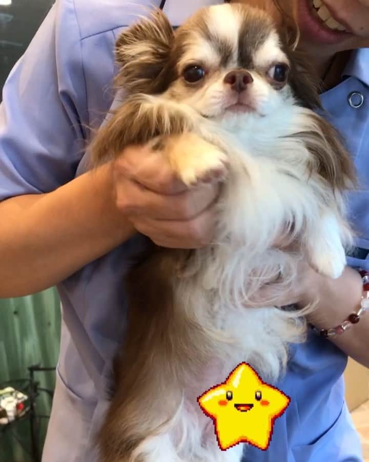 kayoのインスタグラム：「* *  肩をグルグル〜🌀🌀グルグル〜🌀🌀 * * のびのーびストレッチしてもらって施術終了👩‍⚕️✨ * * なんともいえないお顔で されるがままの らいちんに笑えました😂 気持ちよかったね☺️❣️ * * 先生ありがとうございました👩‍⚕️💗 * * Lychee💗 * * #ワンコの刺さない針 #花の庵 * #chihuahua#chihuahualove#dogstgram#dog#instadog#チワワ#チワワ大好き * *」