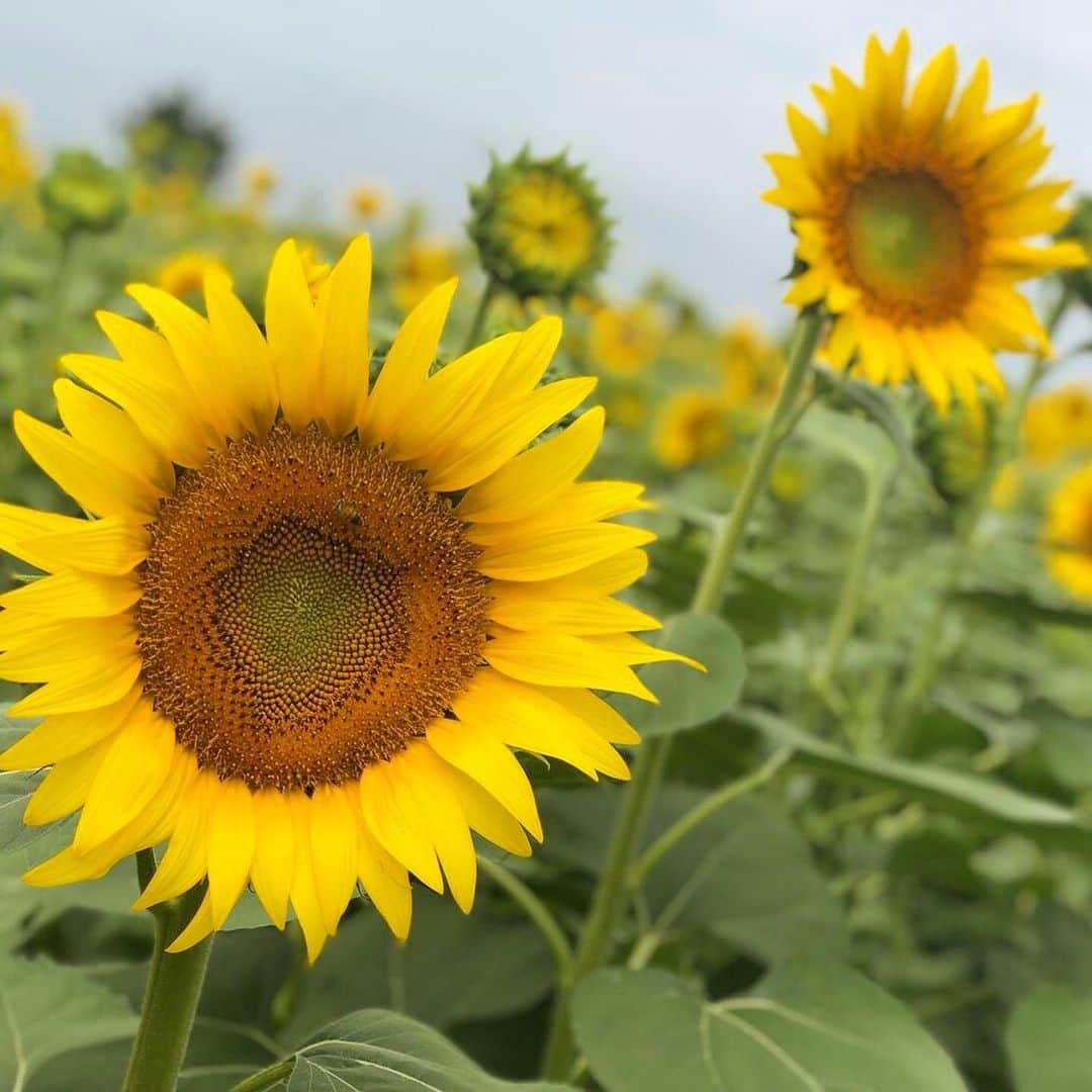 小林恵月さんのインスタグラム写真 - (小林恵月Instagram)「・ ・ 夏が終わる前に🥺💦 ずらーーーって 一面ひまわり🌻🌻 綺麗だったなぁ〜！ 山梨の素敵なところ❤️☺️ パワーもらってきました✌︎ ・ ・ #山梨 #🌻 #ひまわり畑 #夏 #小林恵月 #オスカープロモーション #oscarpromotion #model #japan」9月1日 20時36分 - ezuki_kobayashi