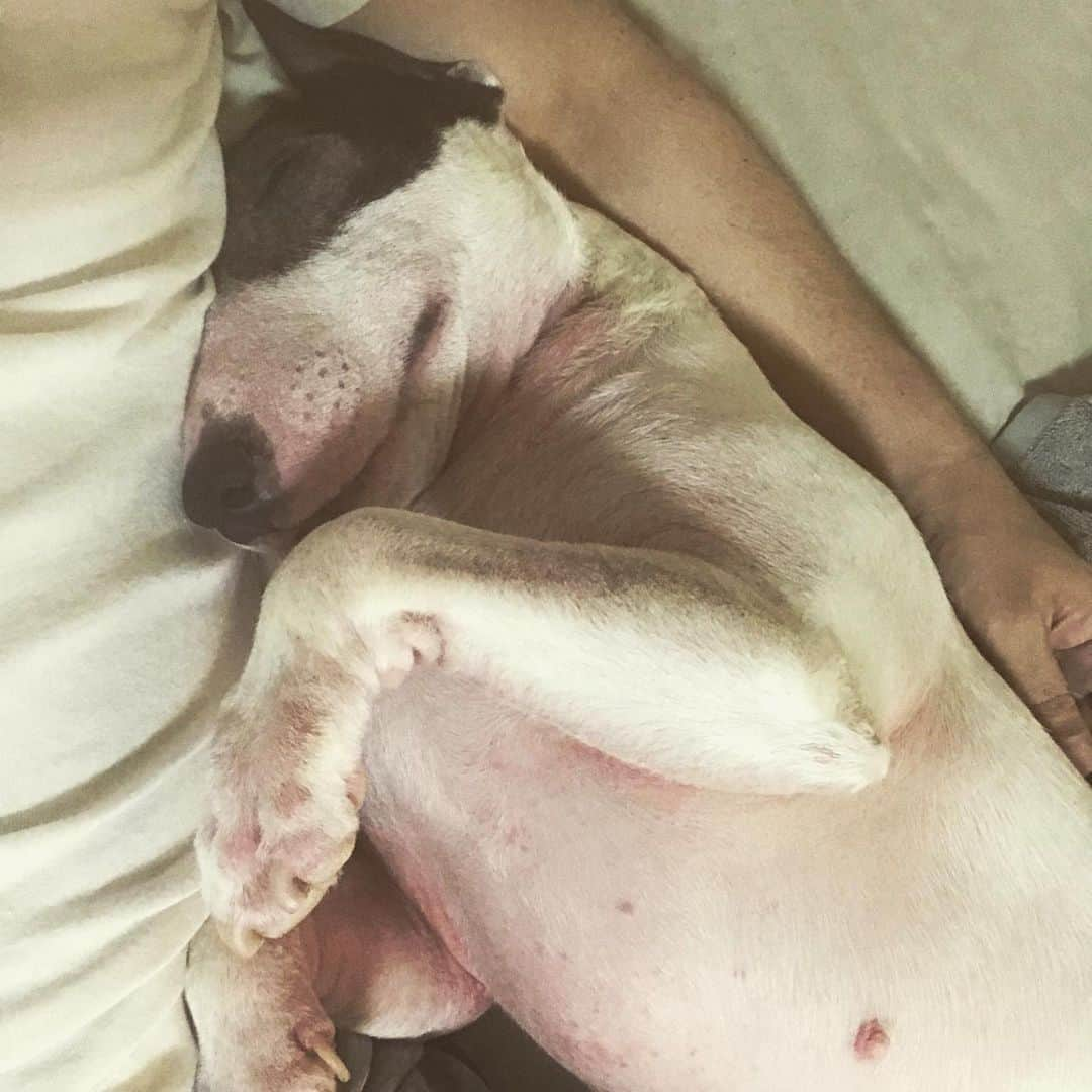 Q太郎さんのインスタグラム写真 - (Q太郎Instagram)「#minituru#bull#terrier#minibullterrier#miniturubullterrier#dog#dogstagram#cute#qtaro#love#family#ミニチュア#ブルテリア#ミニチュアブルテリア#Q太郎」9月1日 20時36分 - qtaro.jun