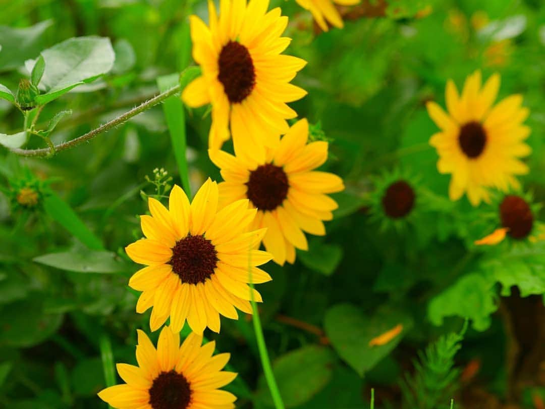 柚月美穂さんのインスタグラム写真 - (柚月美穂Instagram)「#randompic . . 夏が過ぎていくね。 . . . 向日葵にも沢山種類があるのだと 知る事のできた夏でした🌻 . . #向日葵 #ひまわり #sunflower #ひまわりガーデン武蔵村山 . #lumix #lumixgh4 #GH4 #leica  #42mm (42.5mm) #85mm #12mm  #60mm #24mm #120mm .」9月1日 21時02分 - mihoyuzuki