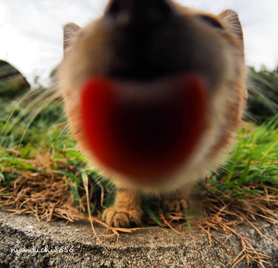 路地裏のにゃん吉さんのインスタグラム写真 - (路地裏のにゃん吉Instagram)「Licked the camera lens レンズべろー😲#猫です  #生き抜け野良猫  #แมว #igersjp#ねこ#猫#ig_japan#ねこ部#ふわもこ部#kittens_of_world #にゃんすたぐらむ#みんねこ #cats#ファインダー越しの私の世界 #catsofinstagram#catstocker#gatto#catloversclub#ペコねこ部#ピクネコ #東京カメラ部#icu_japan#team_jp_西 #고양이#nekoclub #catstagram#japan_photo_now #bestcatclub #katze #balousfriends」9月1日 21時04分 - nyankichi5656