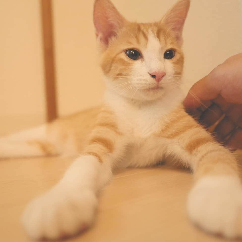 柚月美穂のインスタグラム：「#randompic . . 4ヶ月を迎えまして 去勢により カマにゃんになりましたが . とっても猫らしくなってきました。 . The・猫！まで もう一歩！ . . #lumix #GH4 #leica . #茶トラ白 #猫 #茶トラ #茶トラ男子部 #茶トラ部 #子猫 #3ヶ月  #猫3ヶ月 #里親カフェ  #ねこすたぐらむ  #にゃんすたぐらむ #にゃんこ #保護猫  #にゃんだふるライフ #ネコ　 #ねこのいる生活 #cat  #catstagram #catstagram_japan #ilovemycat #instagramcats #meow #meowbox #catsofinstagram #pet #instagood」