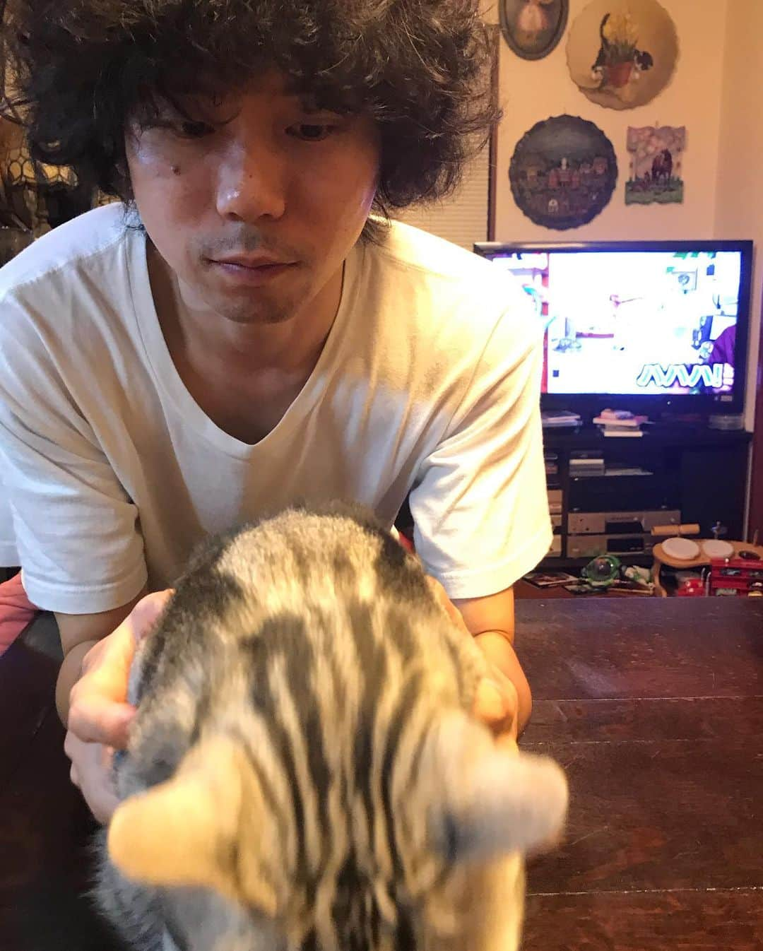 THE BAWDIESさんのインスタグラム写真 - (THE BAWDIESInstagram)「実家のテト(猫)との距離感が縮まらない！むしろ離れている気がする。。 バルス！  by taxman  #猫 #テト #天空の城ラピュタ #バルス」9月1日 21時37分 - thebawdies