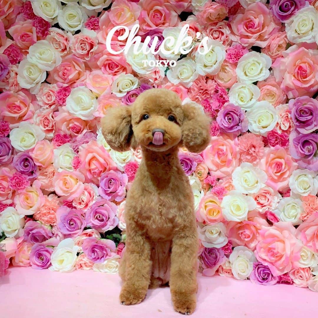 のインスタグラム：「#チャックストウキョウ さんから ていちゃんのお写真届いたぁ💖 激かわ🐶💖 #トリミング #トイプードル」