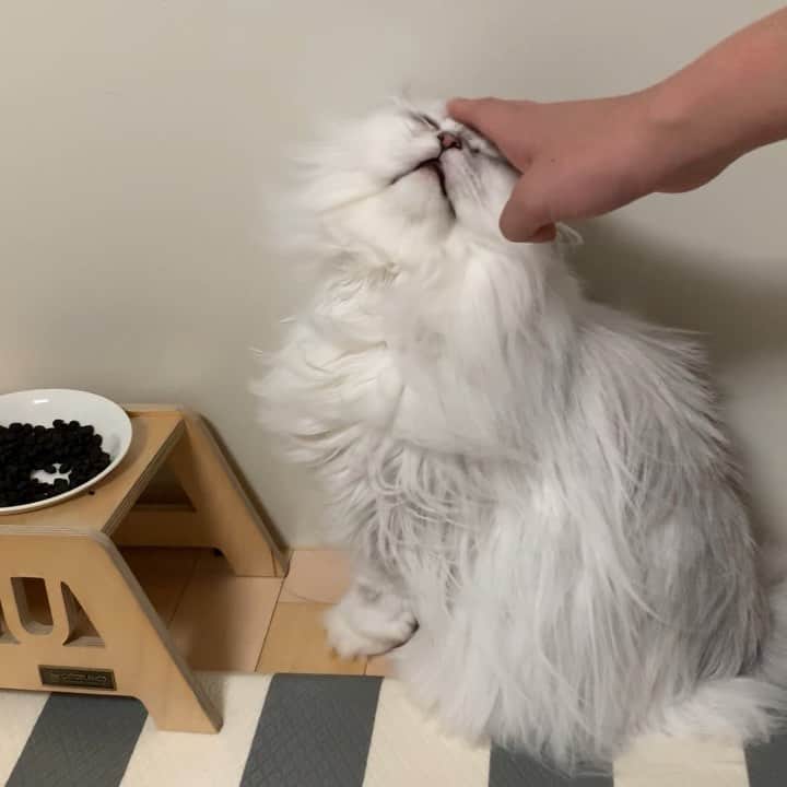 후추네큰언니のインスタグラム：「밥 손으로 먹여달라구 이러는거에요 😂 . . . . . #후추  #고양이  #냥스타그램 #캣스타그램  #Hoochu #Hoochuthecat #cat #cats #catstagram #catsofinstagram #topcatphoto #bestmeow #ilovecat #cute #fluffy #petstagram #instacats」