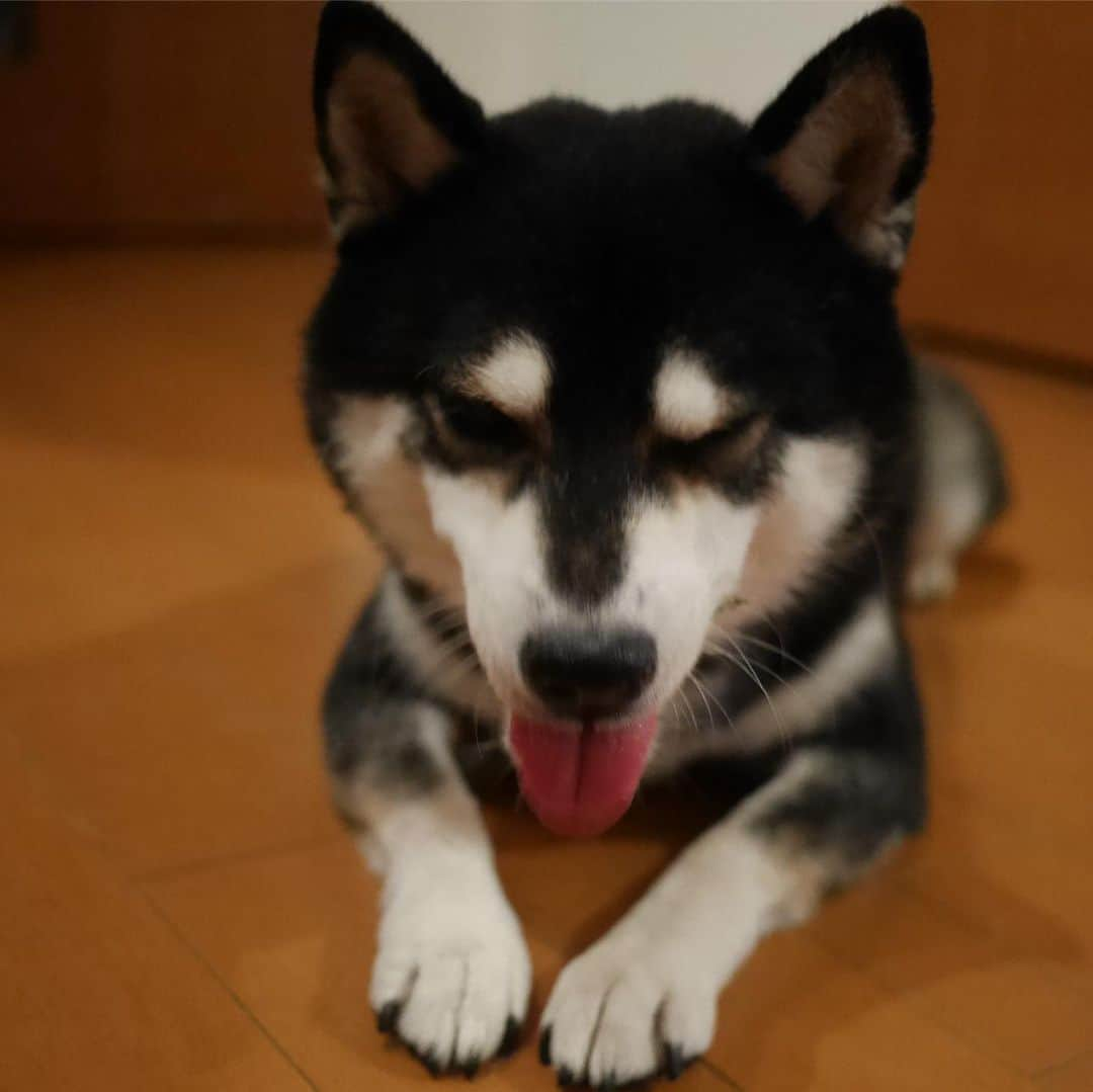 くろさんのインスタグラム写真 - (くろInstagram)「煮干し大好き犬🐟 #煮干し大好き犬 #煮干し堪能中 #kuroshiba #blackshiba #shibainu #shibastagram #instadog #dogstagram #柴犬 #黒柴 #黑柴 #日本犬 #和犬 #シニア犬 #癒し犬 #いぬら部 #ふわもこ部 #柴犬部 #モフモフ生命体 #柴犬のいる暮らし #わんこのいる暮らし #わんこのいる生活 #わんこと一緒 #わんダフォ #わんだふるjapan」9月1日 21時50分 - m6bmw