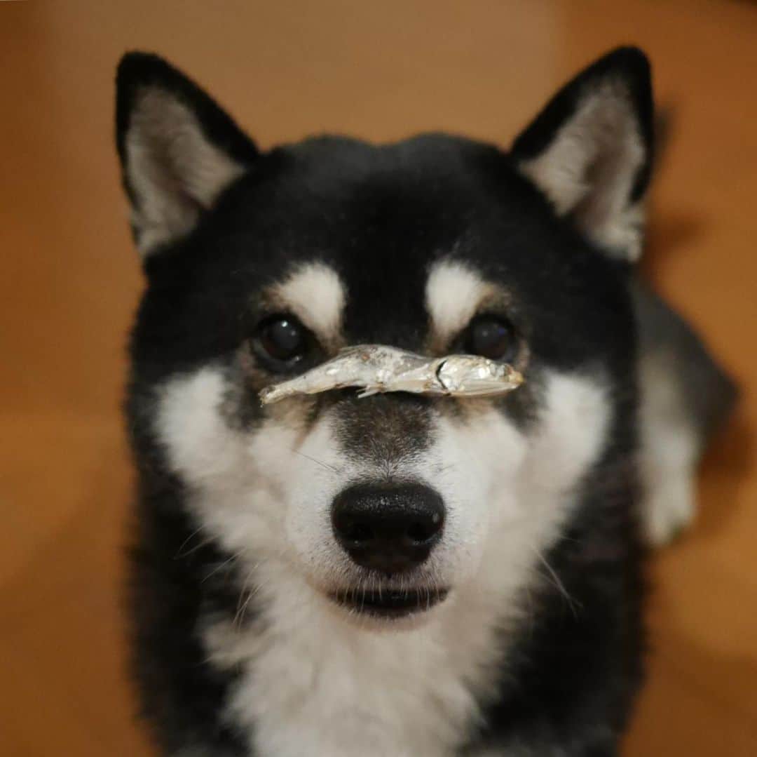 のインスタグラム：「煮干し大好き犬🐟 #煮干し大好き犬 #煮干し堪能中 #kuroshiba #blackshiba #shibainu #shibastagram #instadog #dogstagram #柴犬 #黒柴 #黑柴 #日本犬 #和犬 #シニア犬 #癒し犬 #いぬら部 #ふわもこ部 #柴犬部 #モフモフ生命体 #柴犬のいる暮らし #わんこのいる暮らし #わんこのいる生活 #わんこと一緒 #わんダフォ #わんだふるjapan」