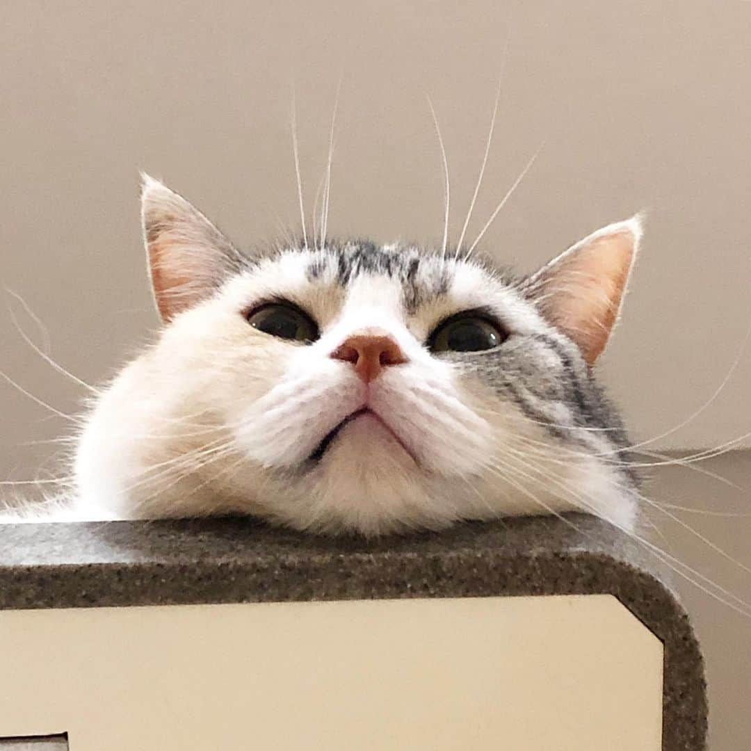 ホタテ＆クラム＆シラスのインスタグラム：「#cat #neko #ScottishFold #猫 #ねこ #スコティッシュフォールド #catstagram #instagram #instagramjapan #ig_japan #igersjp」