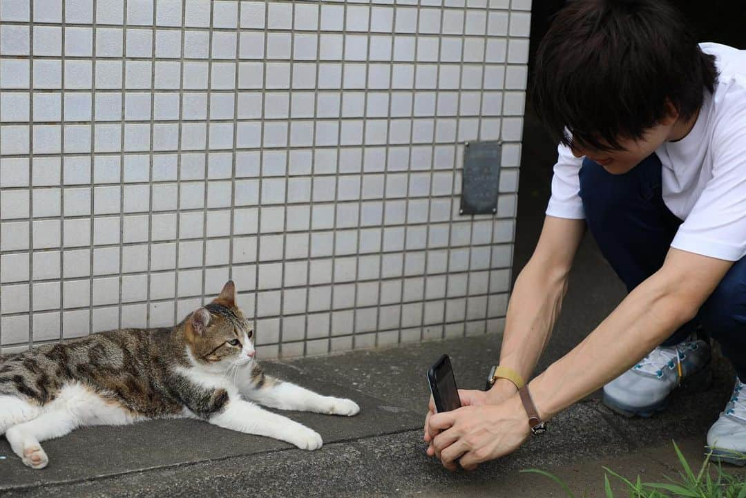 平田雄也さんのインスタグラム写真 - (平田雄也Instagram)「これが、これ。  #猫 #ネコ #cat」9月1日 22時17分 - yuyastagram620