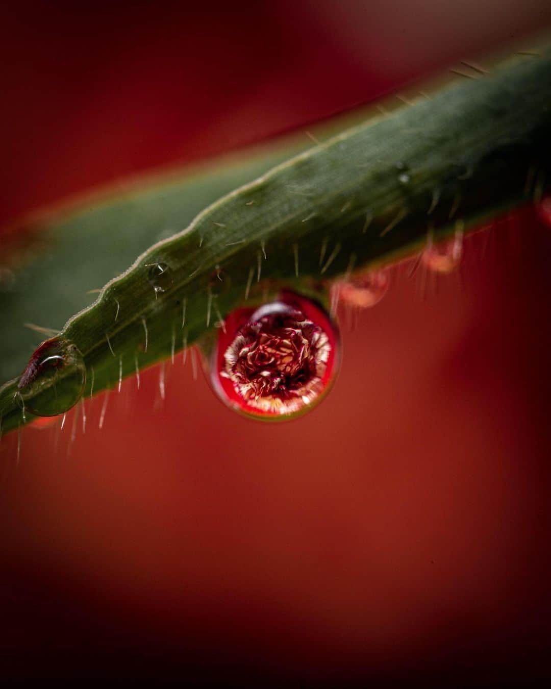 CANON USAさんのインスタグラム写真 - (CANON USAInstagram)「"One of my favorite compositions is refracting flowers in water droplets." #MyCanonStory  Photo Credit: @stephenfeero Camera: #Canon EOS 6D Lens: EF 100mm f/2.8L Macro IS USM Aperture: f/8 ISO: 100 Shutter Speed: 1/200 sec Focal Length: 100mm」9月1日 22時20分 - canonusa