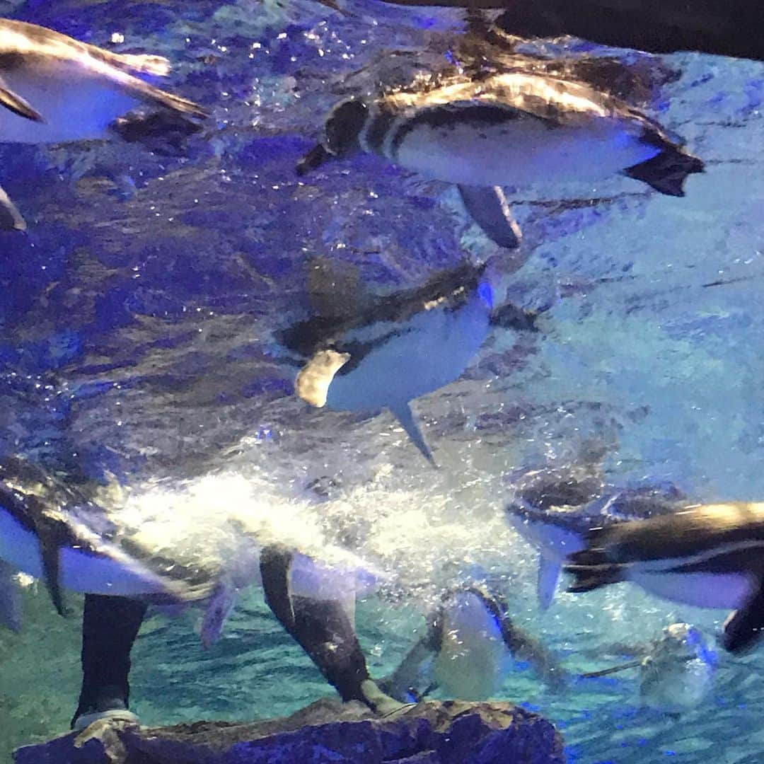 熊田曜子さんのインスタグラム写真 - (熊田曜子Instagram)「家族で すみだ水族館に行ってきたよ🐠 期間限定で色んな金魚も見られたり ワークショップもあって 子供達も楽しそうに目がキラキラしてた✨ 足元に金魚のプロジェクションマッピングがされてて 近づくと金魚が逃げてくの🐡 面白かった〜🐟 #すみだ水族館 #金魚 #イベント #event #スカイツリー #墨田区 #水族館 #家族 #family #お出掛け #ワークショップ #長女 #6歳」9月1日 22時34分 - kumadayoko