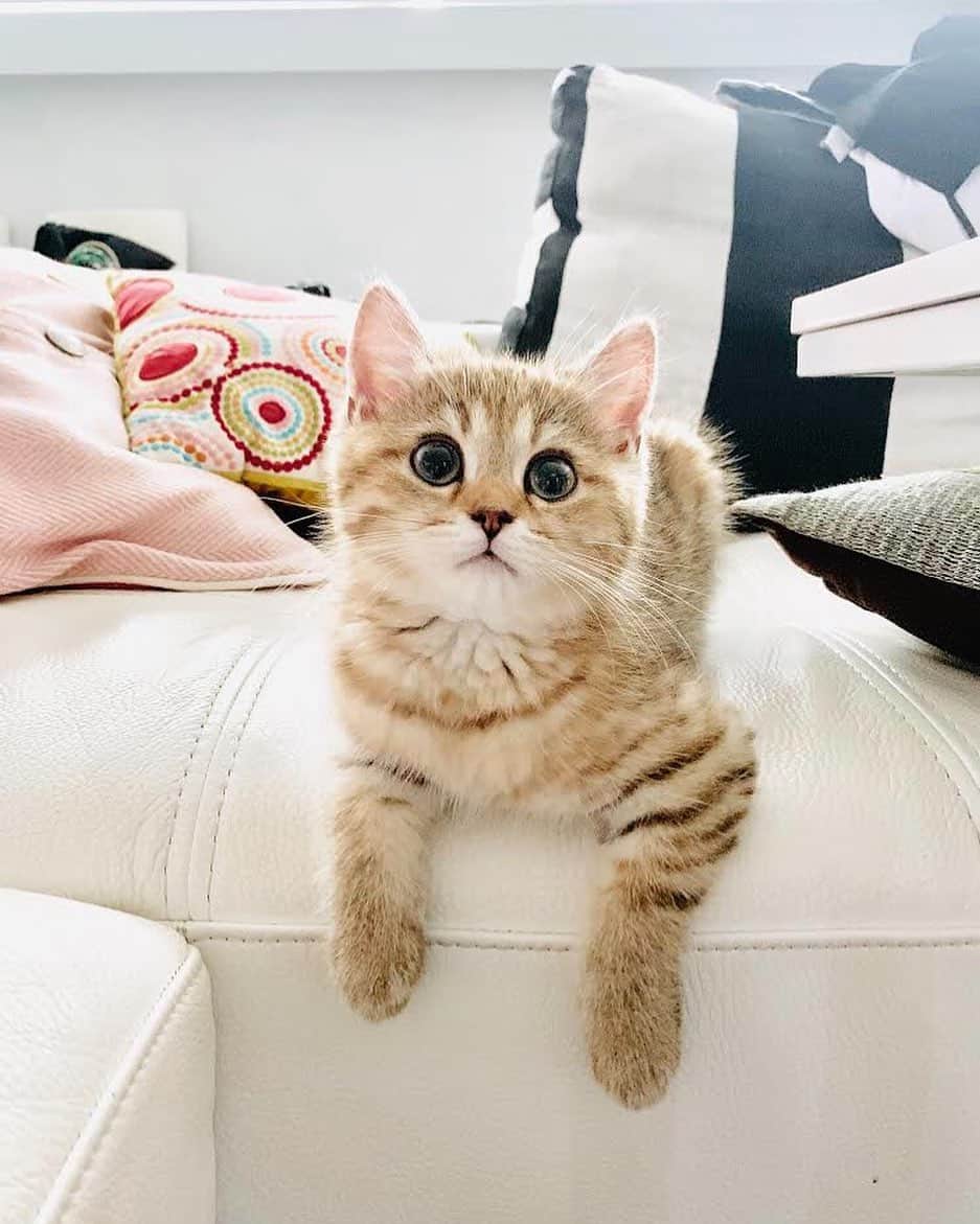 Cute Pets Dogs Catsさんのインスタグラム写真 - (Cute Pets Dogs CatsInstagram)「@kira.and.coco “can i blink now please 🥺“」9月1日 22時36分 - dailycatclub