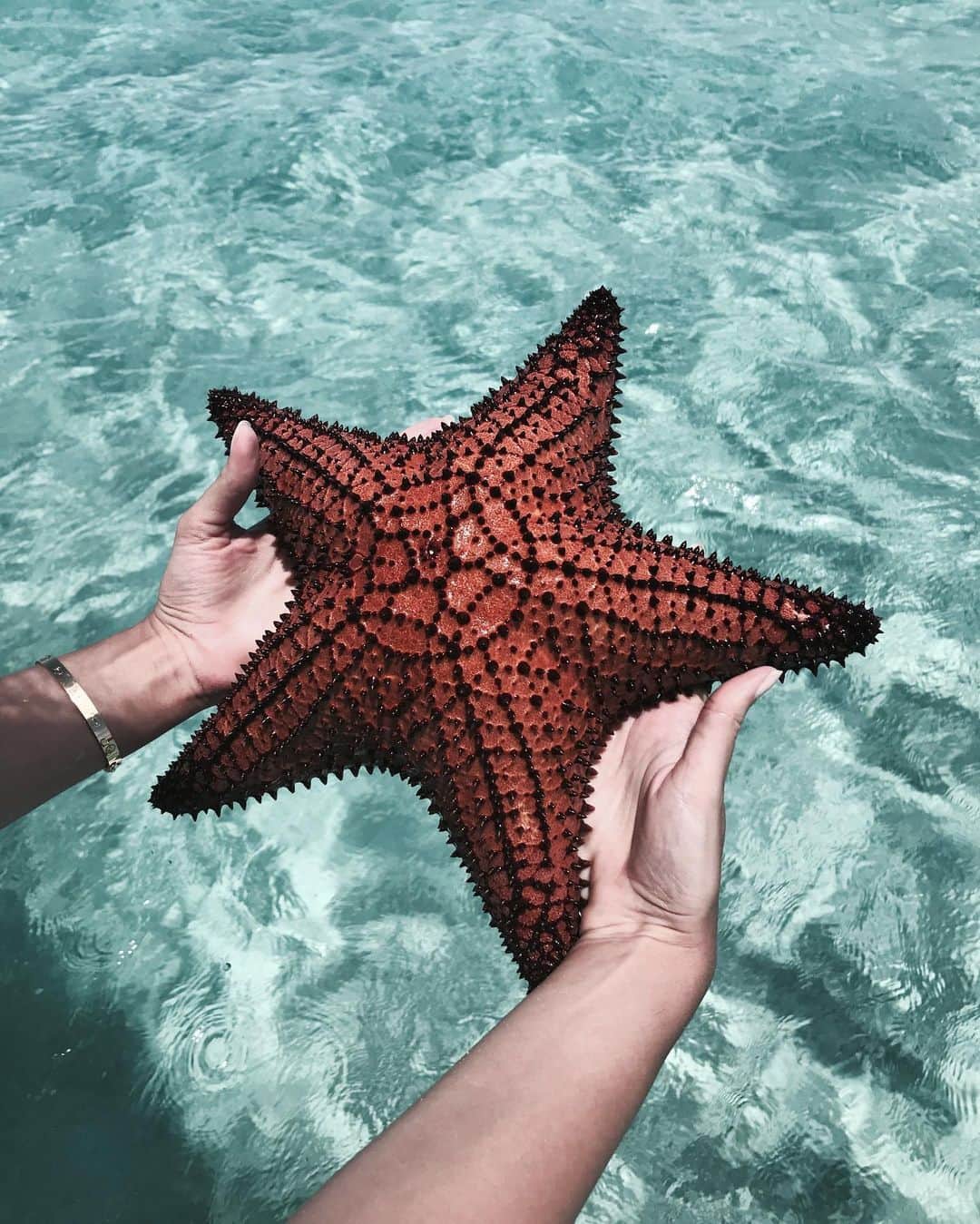 クララ・アロンソさんのインスタグラム写真 - (クララ・アロンソInstagram)「Sea⭐️ 💫 #exuma . . . ( don’t worry no starfish were harmed for this picture. Ninguna estrella de mar fue dañada al tomar esta foto)」9月1日 22時49分 - claraalonsonet