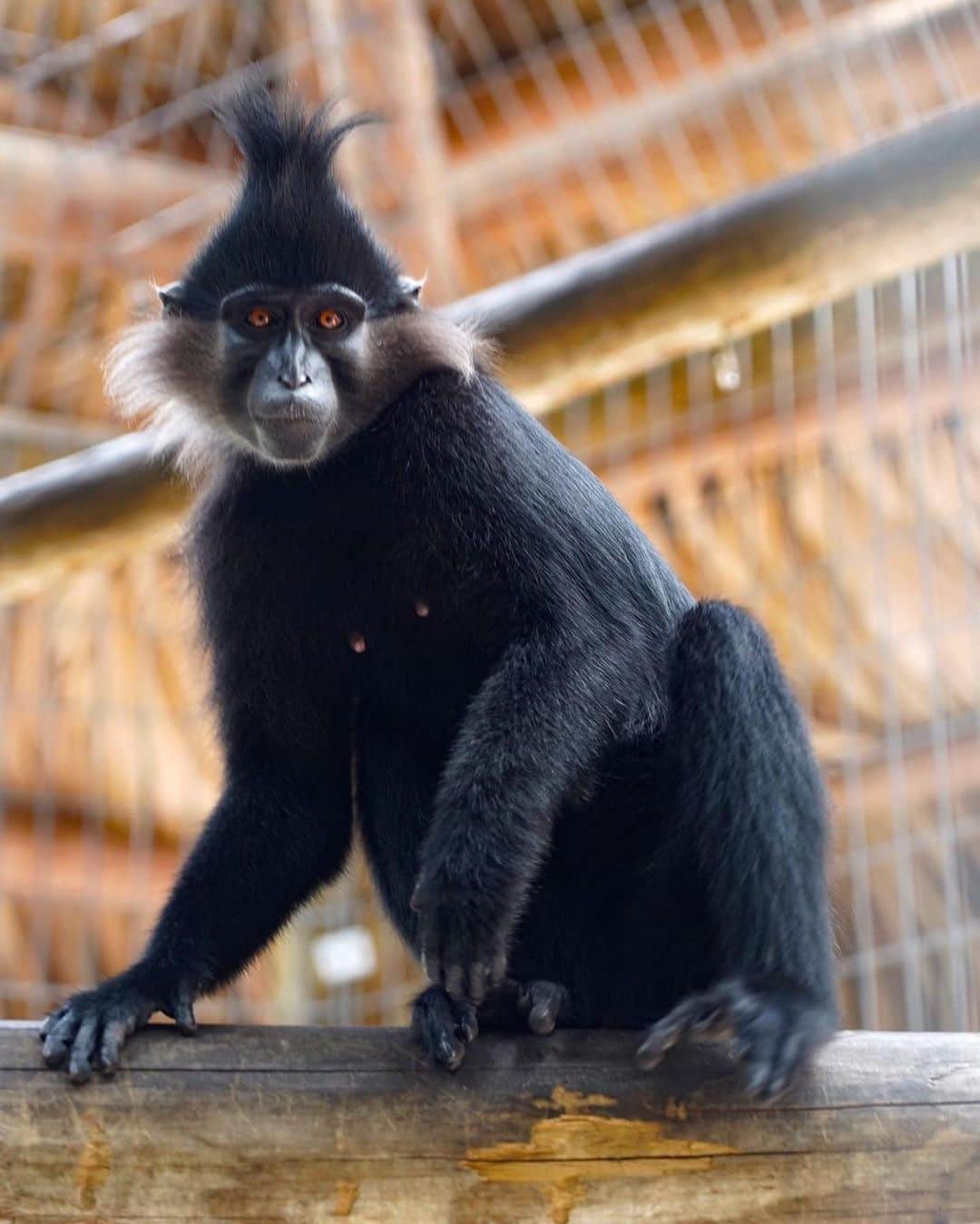 Zoological Wildlife Foundationさんのインスタグラム写真 - (Zoological Wildlife FoundationInstagram)「Can you guys guess who this monkey reminds me of?  Hint: I’m green and I don’t like Christmas 🎄  #blackcrestedmangabey #primate #enrichment #nature_perfection #zwfmiami #zwf #mangabey」9月1日 23時05分 - zwfmiami