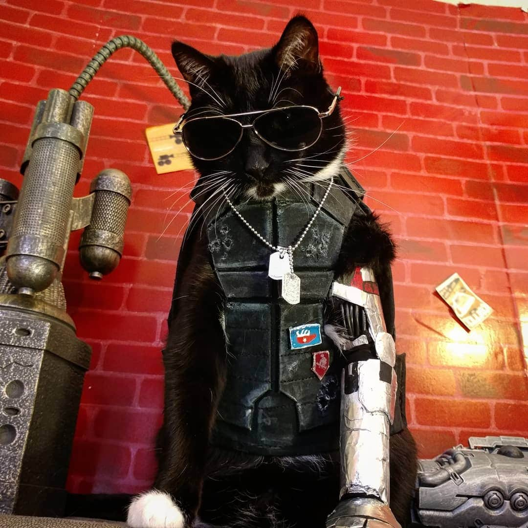 猫コスプレさんのインスタグラム写真 - (猫コスプレInstagram)「Hovering over you while commanding you to wake up... Johnny Silverpaw is the perfect character for Fawkes to cosplay.  #Cyberpunk2077 #JohnnySilverhand . . . . . . #cyberpunk #cyberpunkcosplay #cyberpunk2077cosplay #johnnysilverhandcosplay #cyborg #catcosplay #catcostume #catsinclothes #petclothes #petcostumes #cosplay #Halloween #bestcat #cats #catsofinstagram #awesome #halloweenpets #videogamecosplay #videogames #funny #funnycats」9月1日 23時16分 - cat_cosplay