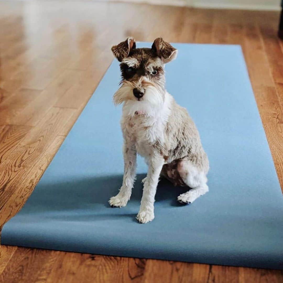 YAMAMOTOYAMA Foundedさんのインスタグラム写真 - (YAMAMOTOYAMA FoundedInstagram)「Hitting the mat this morning with our furry friend. How are you starting your morning? 📸: @jadeyogamats #Yamamotoyama」9月1日 23時25分 - yamamotoyama_usa