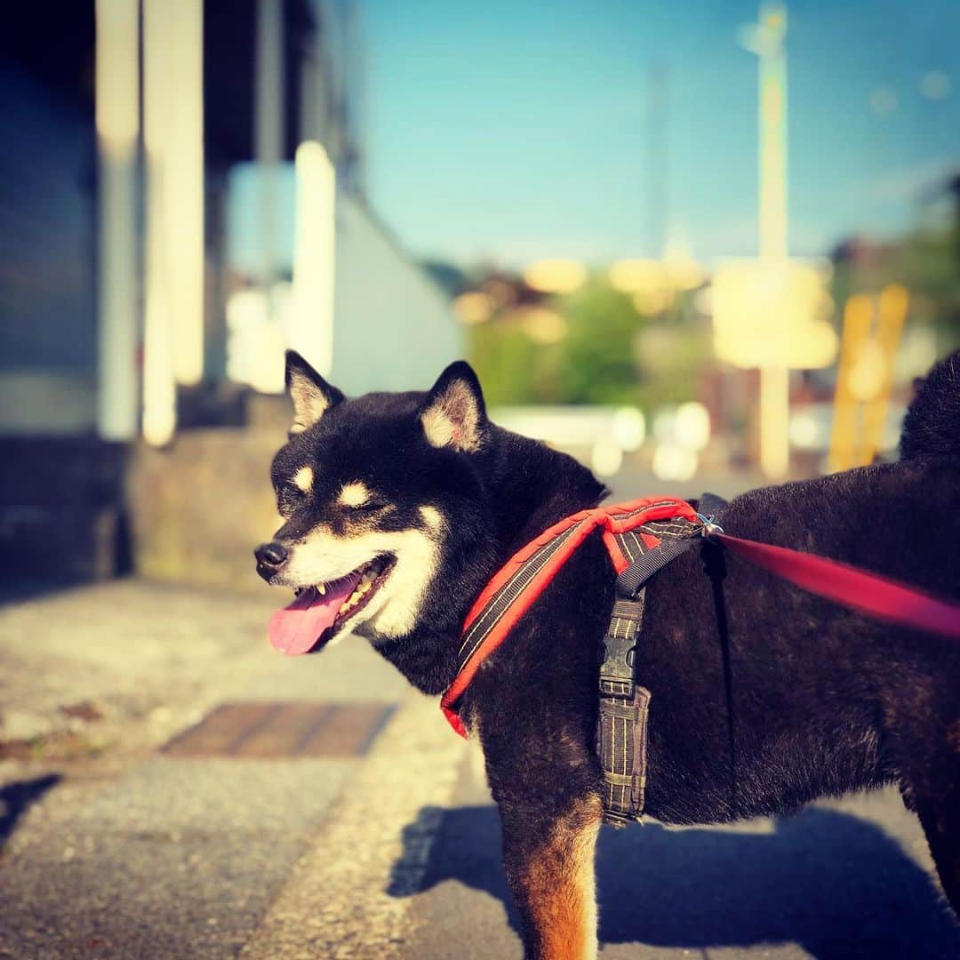 小川博永さんのインスタグラム写真 - (小川博永Instagram)「昨日サッカーの試合で70分走ったけど思ったほど筋肉痛になってない。  #今朝まる #ししまる #dog #dogs #柴犬 #黒柴」9月2日 9時07分 - ogawahironaga