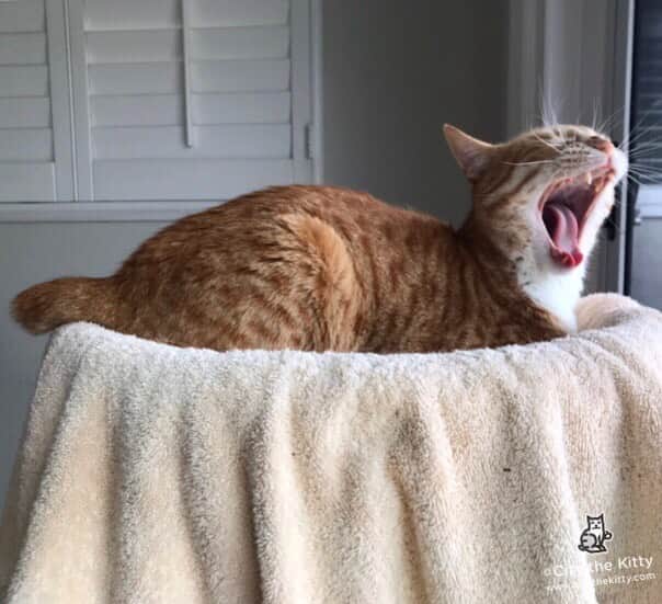 City the Kittyさんのインスタグラム写真 - (City the KittyInstagram)「Happy Labor Day weekend. 😺 #gingercatappreciationday #pawsneedclaws」9月2日 9時14分 - citythekitty