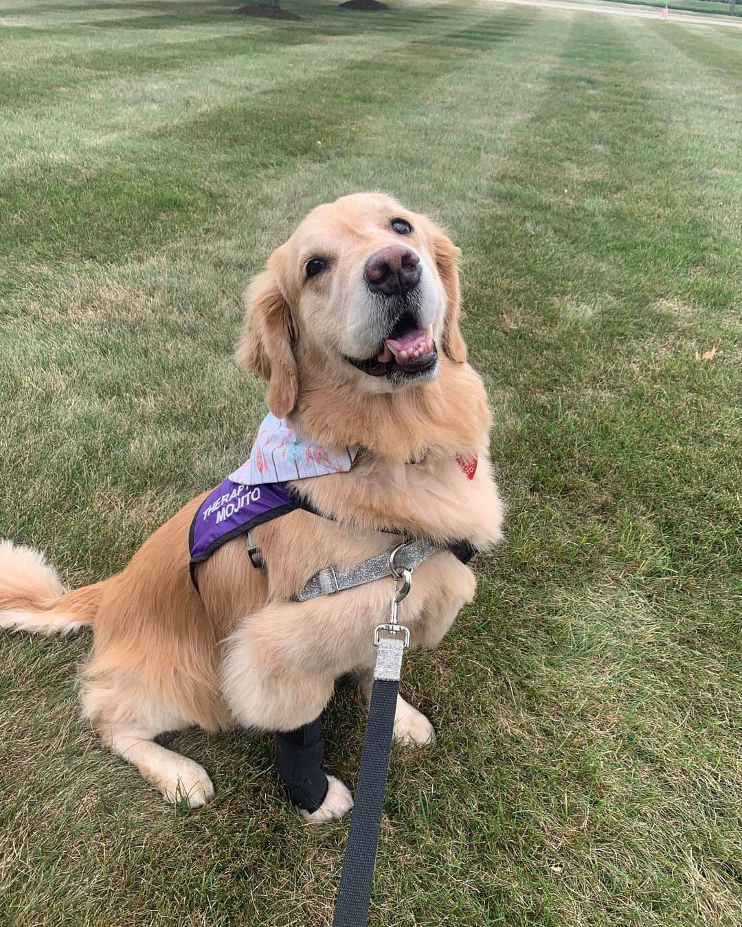 モヒートさんのインスタグラム写真 - (モヒートInstagram)「I got to go back to therapy work today!! First time since my injury. Can you tell how happy I was to be back?! ------------------------------- #goldensofig #goldenretriever  #goldenretrieversofinstagram #betterwithpets #dogsofig  #dogsofinstagram #fluffypack #gloriousgoldens #welovegoldens #ilovemydog #goldenlife #bestwoof #ProPlanDog #ilovegolden_retrievers #mydogiscutest #retrieversgram #dogsofcle  #therapydog #allianceoftherapydogs」9月2日 9時24分 - mojito_rose_family