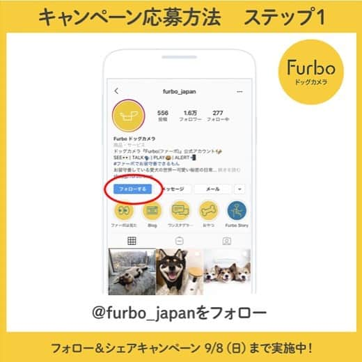 Furbo ドッグカメラさんのインスタグラム写真 - (Furbo ドッグカメラInstagram)「【フォロー＆シェアキャンペーン対象投稿】⁠﻿ ⁠﻿ 「おやつだよ～」⁠﻿ ⁠﻿ @micchelocche⁠﻿ ⁠﻿ ⁠-------------------------⁠﻿ 人気のドックカメラ「Furbo」が当たる！⁠﻿ フォロー＆シェアキャンペーン！⁠﻿ 2019/8/30（金）～2019/9/8（日）⁠﻿ ⁠﻿ 【賞品】⁠﻿ Furboドックカメラ1台　2名様⁠﻿ (1,000シェアを超えたら3名になります！)⁠﻿ ⁠﻿ 【応募方法】⁠﻿ ①Furbo公式アカウント(@furbo_japan)をフォロー⁠﻿ ②プロフィール画面より、「Furboのロゴ」が付いている動画投稿の中からお好きなものを選んであなたのアカウントにストーリーシェアしてください。⁠﻿ （各投稿のヒコーキマークから「ストーリーズに投稿を追加」でお進みください。シェアの際にメンションタグ「@furbo_japan」をつけてください。）⁠﻿ ⁠﻿ ※必ず先にフォローをしてください。⁠﻿ ※公開アカウントでご参加ください。⁠﻿ ※一部のアカウントで「ストーリーズに投稿を追加」が表示されない場合がございます。インスタグラムの仕様による原因のためご了承ください。⁠﻿ ⁠﻿ 【当選発表】⁠﻿ 当選者様のみにDMにて連絡させていただきます。⁠﻿ （2日以上お返事を頂けない場合は当選を無効とさせて頂きます。許可を頂いた方は公式アカウントで公表させて頂きます。）⁠﻿ ⁠﻿ 【ご注意事項】⁠﻿ ＜プレゼントの当選について＞⁠﻿ ■当選した方は、その権利を他人に譲渡したり、金銭や他の品物と引き換えることはできません。⁠﻿ ■抽選結果に関するお問い合わせはお受けできませんので、あらかじめご了承ください。⁠﻿ ■当選した方には、Instagramダイレクトメッセージ（DM）にてご連絡させていただきま⁠﻿ す。なお、以下の場合は、当選を無効とさせていただきますので、あらかじめご了承ください。⁠﻿ （1）@furbo_japan のフォローがされておらず、当社からダイレクトメッセージ（DM）を送信できない場合⁠﻿ （2）アカウントが非公開、または消失されている等の理由により、当社からのご連絡ができない場合⁠﻿ ■賞品の発送は2019年9月中を予定しておりますが、諸事情により多少前後する場合もございますこと、あらかじめご了承ください。⁠﻿ ■当選された方が長期不在等の理由により賞品をお届けできない場合、当該賞品を受け取る権利を無効とさせていただく場合がございます。⁠﻿ ■賞品の配送日時・配送方法・配送業者の指定はお受けできませんので、あらかじめご了承ください。⁠﻿ ＜個人情報取り扱いについて＞⁠﻿ 賞品当選者の個人情報（氏名・住所・連絡先等）は、当社および本キャンペーンの運営の業務委託先となる者が、本キャンペーンに関するお問い合わせ、ご連絡や賞品発送の手続きのために使用いたします。⁠﻿ （本キャンペーンでは、当選者の方のみ個人情報をお預かりいたします）⁠﻿ また、①法令により許容される場合、②上記の使用目的のため、③当社の監督のもと委託先に使用させる場合を除いては、第三者に開示・提供はいたしません。⁠﻿ ⁠﻿ #ファーボは見た #ファーボでお留守番できるもん #わんこのいる生活 #わんこのいる暮らし #愛犬グッズ #ドッグシッター #furbo #ファーボ」9月2日 10時09分 - furbo_japan