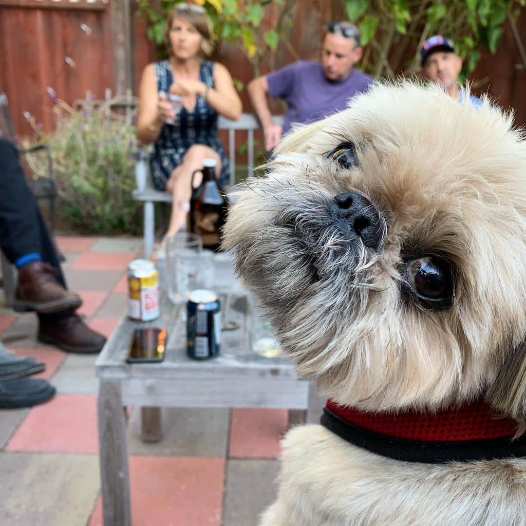 Dougie the Shih Tzuさんのインスタグラム写真 - (Dougie the Shih TzuInstagram)「Let’s party #labordayweekend」9月2日 10時19分 - dailydougie