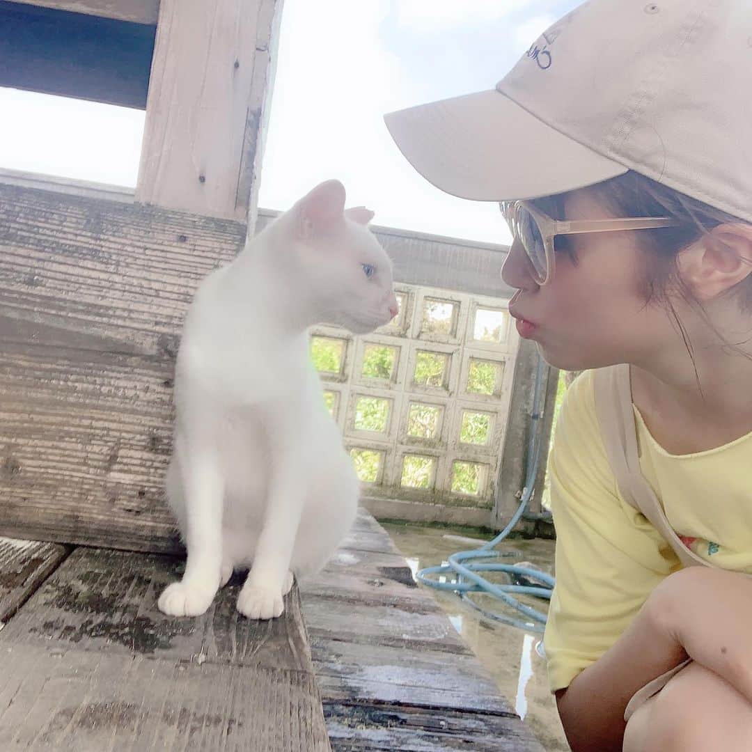 飯野雅さんのインスタグラム写真 - (飯野雅Instagram)「宮古島には沢山の動物がいて楽しかった💕 #猫 #宮古島 #海 #ホワイト #オッドアイ」9月2日 1時35分 - biichan_