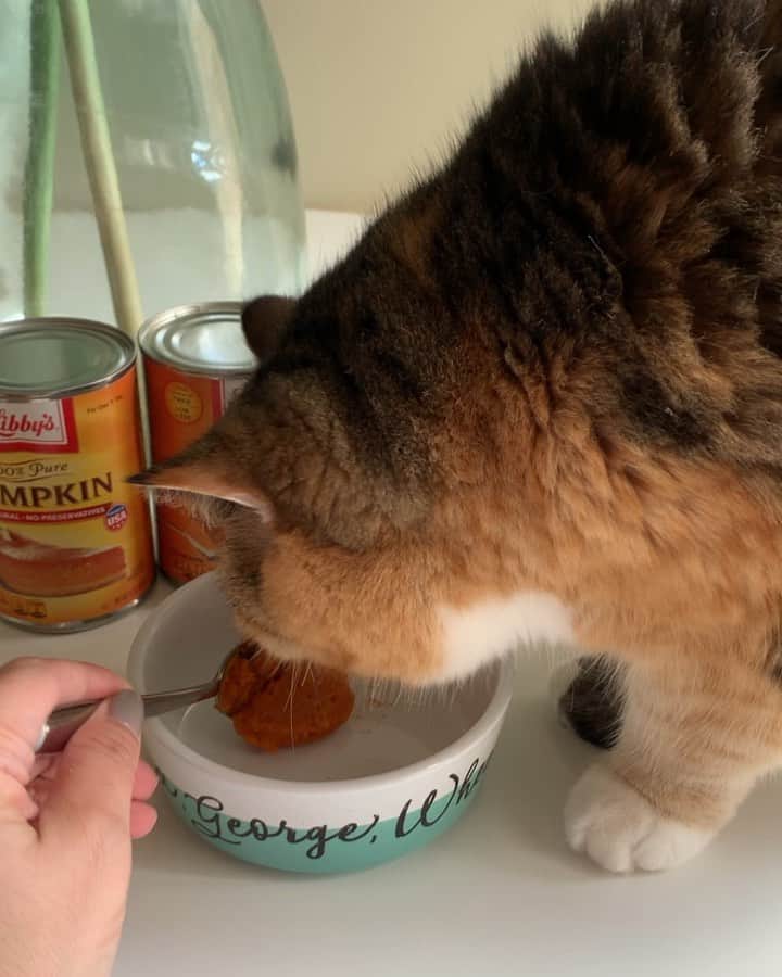Tinaのインスタグラム：「September 1st...am I right?! 🎃😹👏🏻」